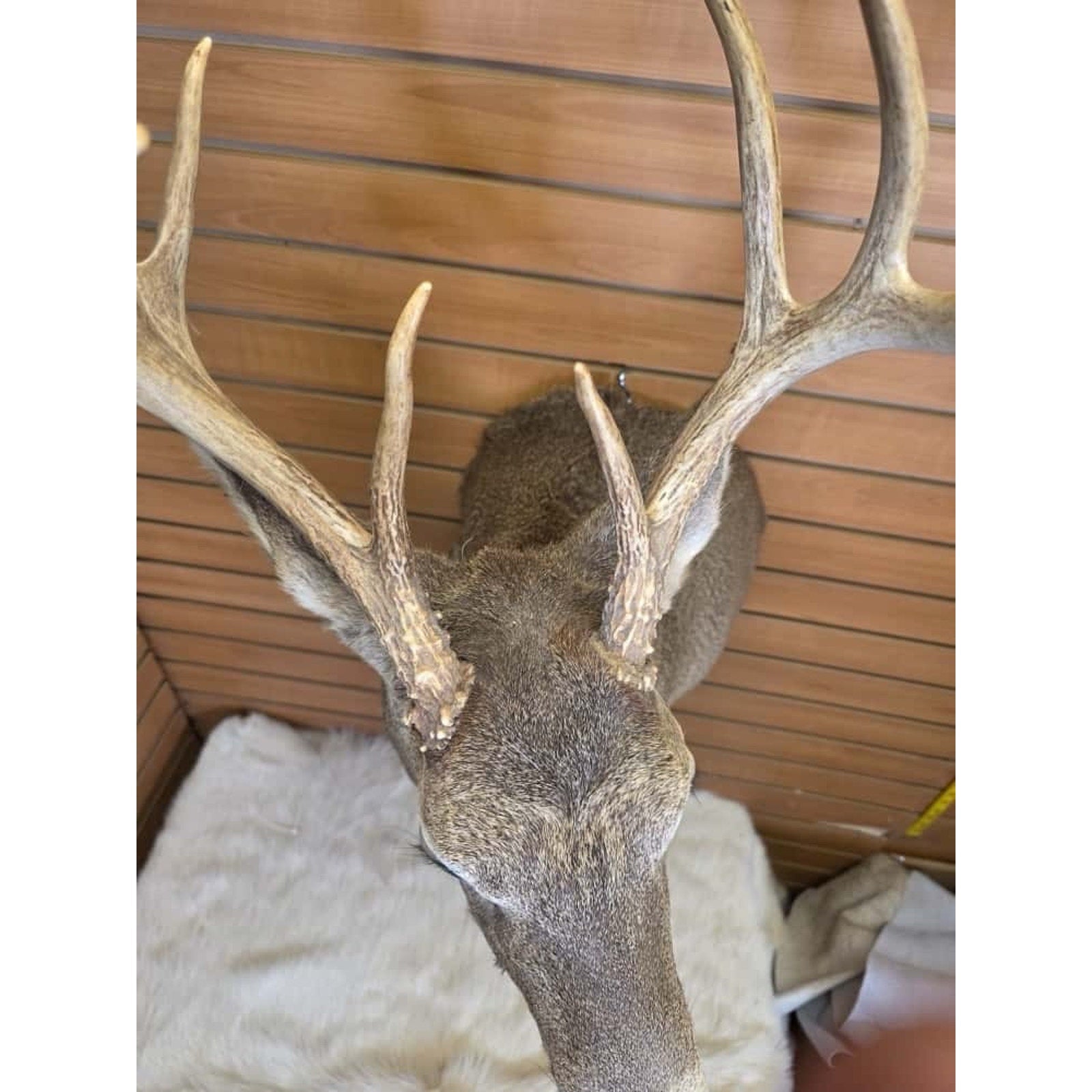 FHMN15- Whitetail Deer Real Antler Deer Taxidermy Mount