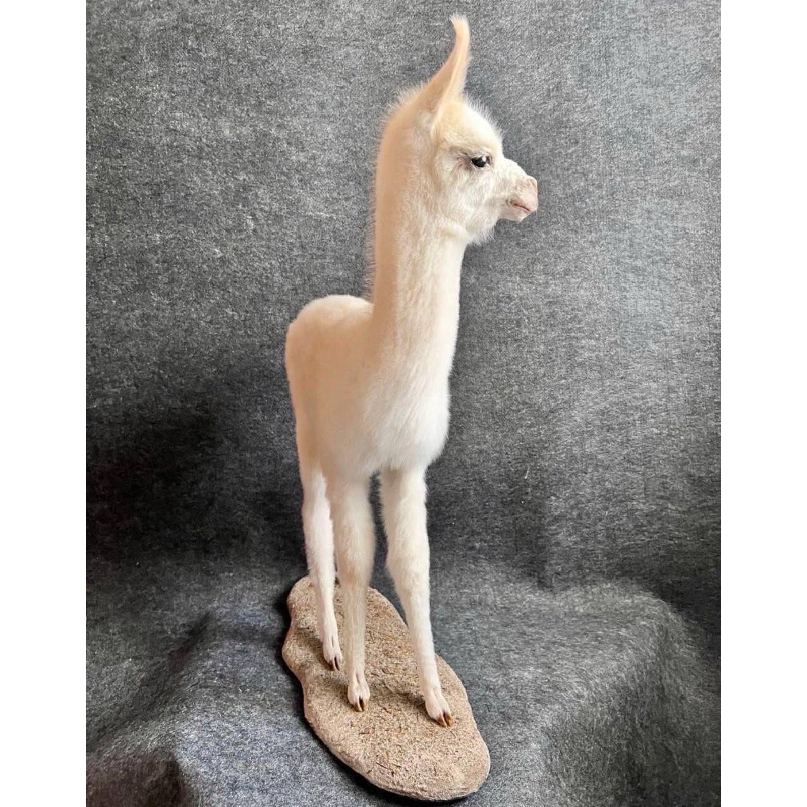 FHCM5 - Museum Quality Baby Llama Taxidermy Full Body Mount Lifesize