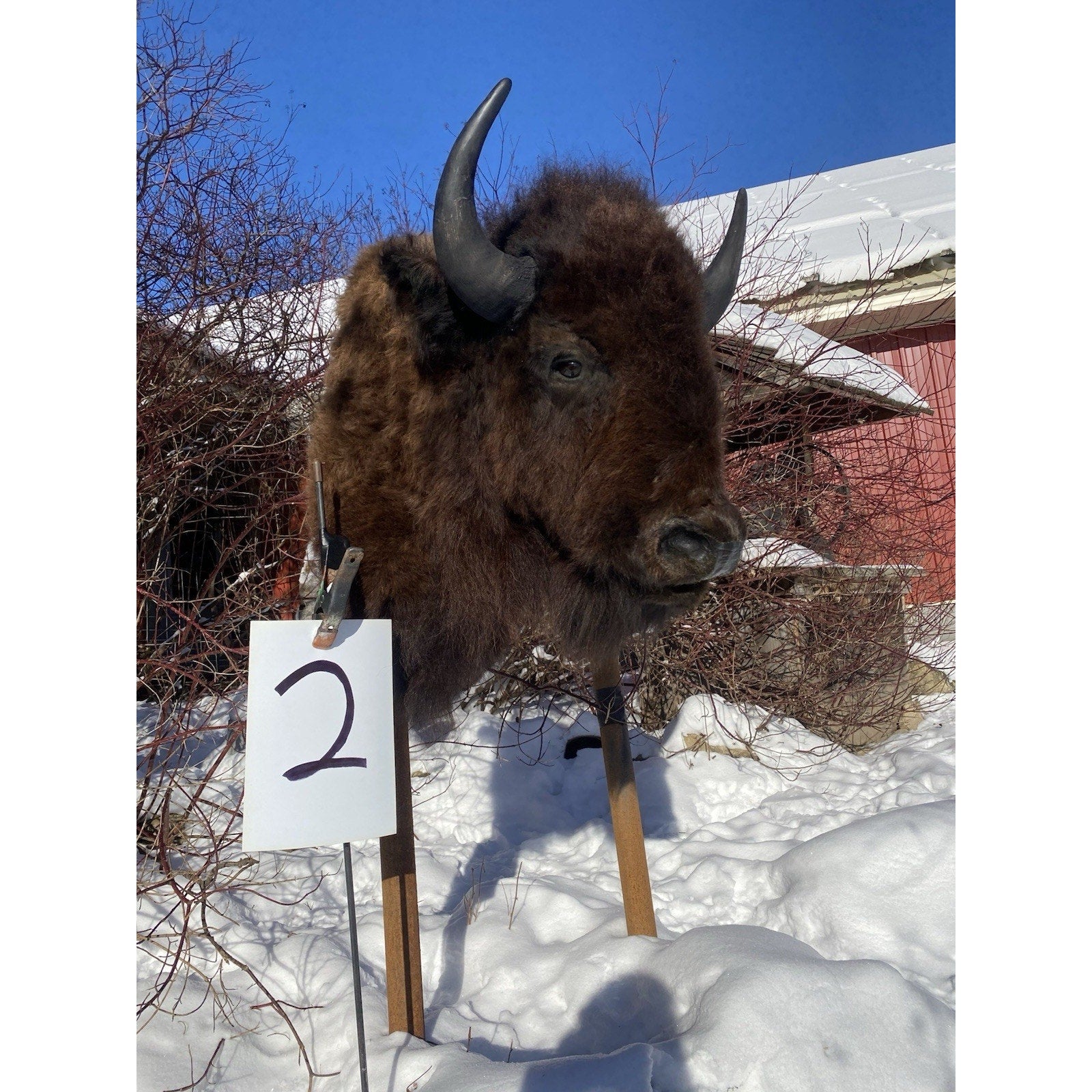 FHDARDEC2 - Real North American Buffalo / Bison Shoulder Taxidermy Mount New