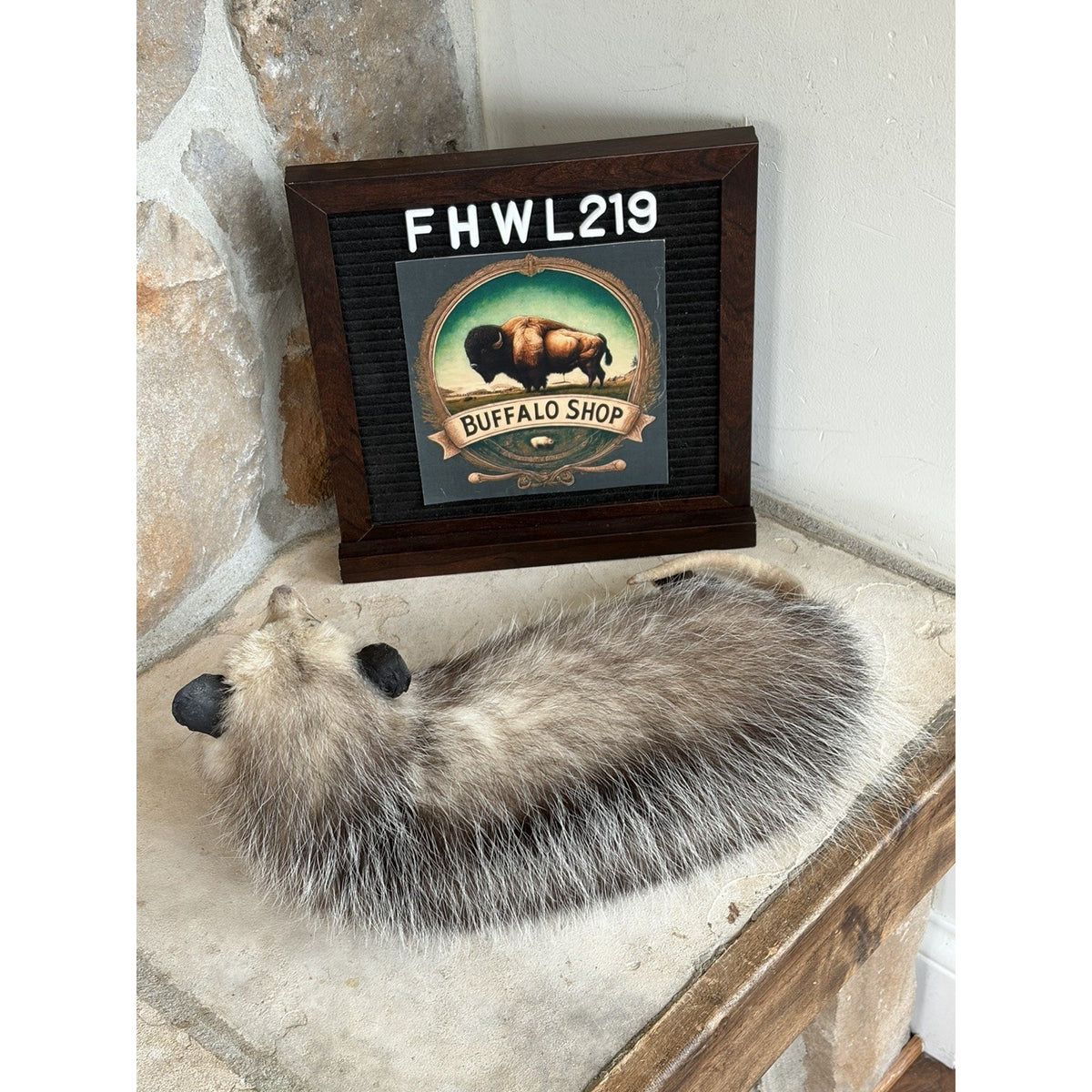 FHWL219 - Baby Opossum Taxidermy Full Body Mount