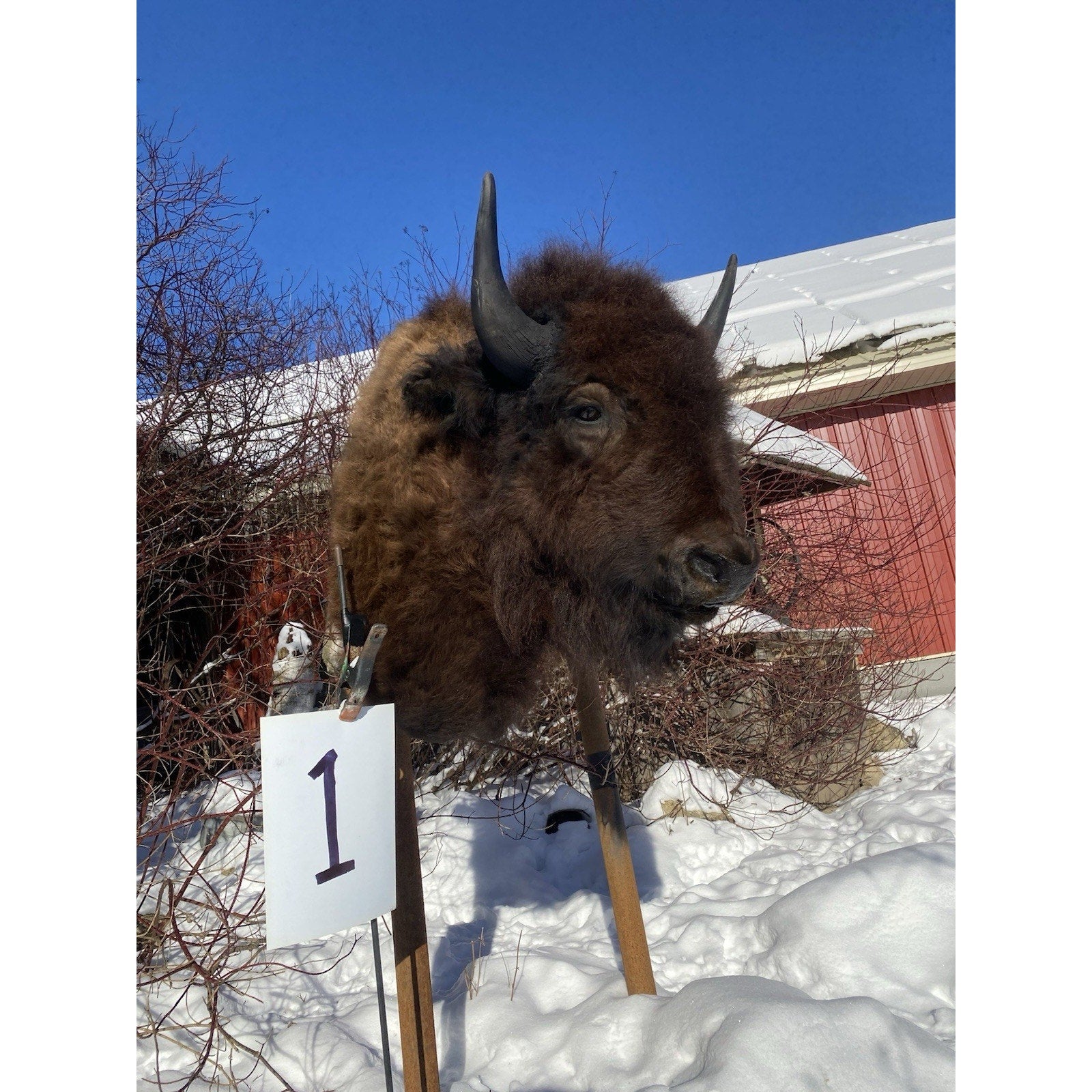 FHDARDEC1 - Real North American Buffalo / Bison Shoulder Taxidermy Mount New