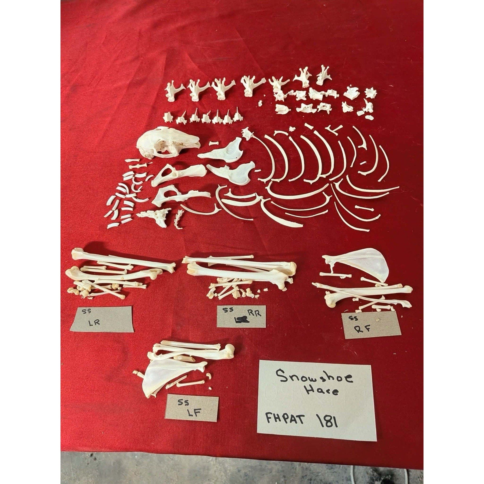 FHPAT181 - Snowshoe Hare Skeleton Professionally Cleaned For Articulation