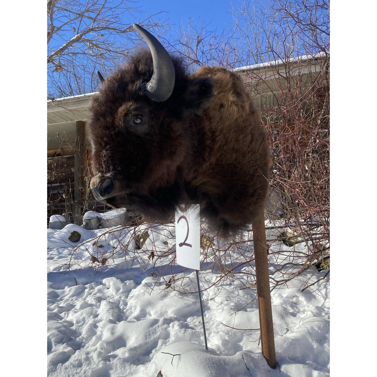 FHDARDEC2 - Real North American Buffalo / Bison Shoulder Taxidermy Mount New