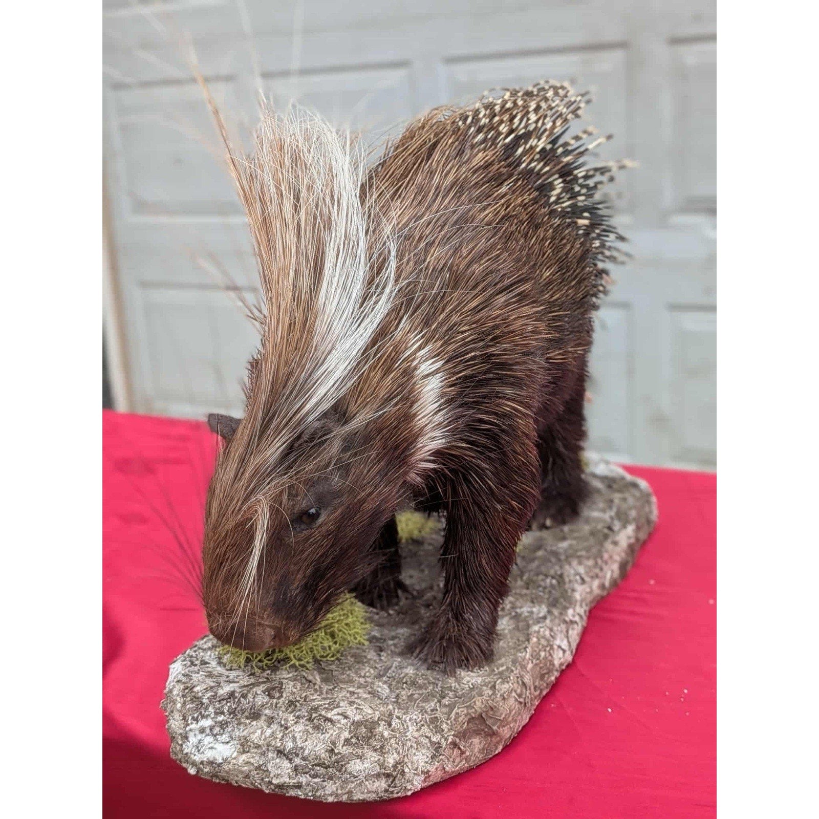 FHPAT747 - Premium African Crested Porcupine Taxidermy Mount
