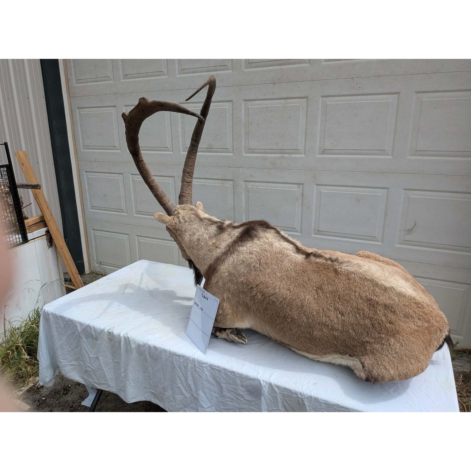 FHPAT - XL Ibex Taxidermy Full Body Mount