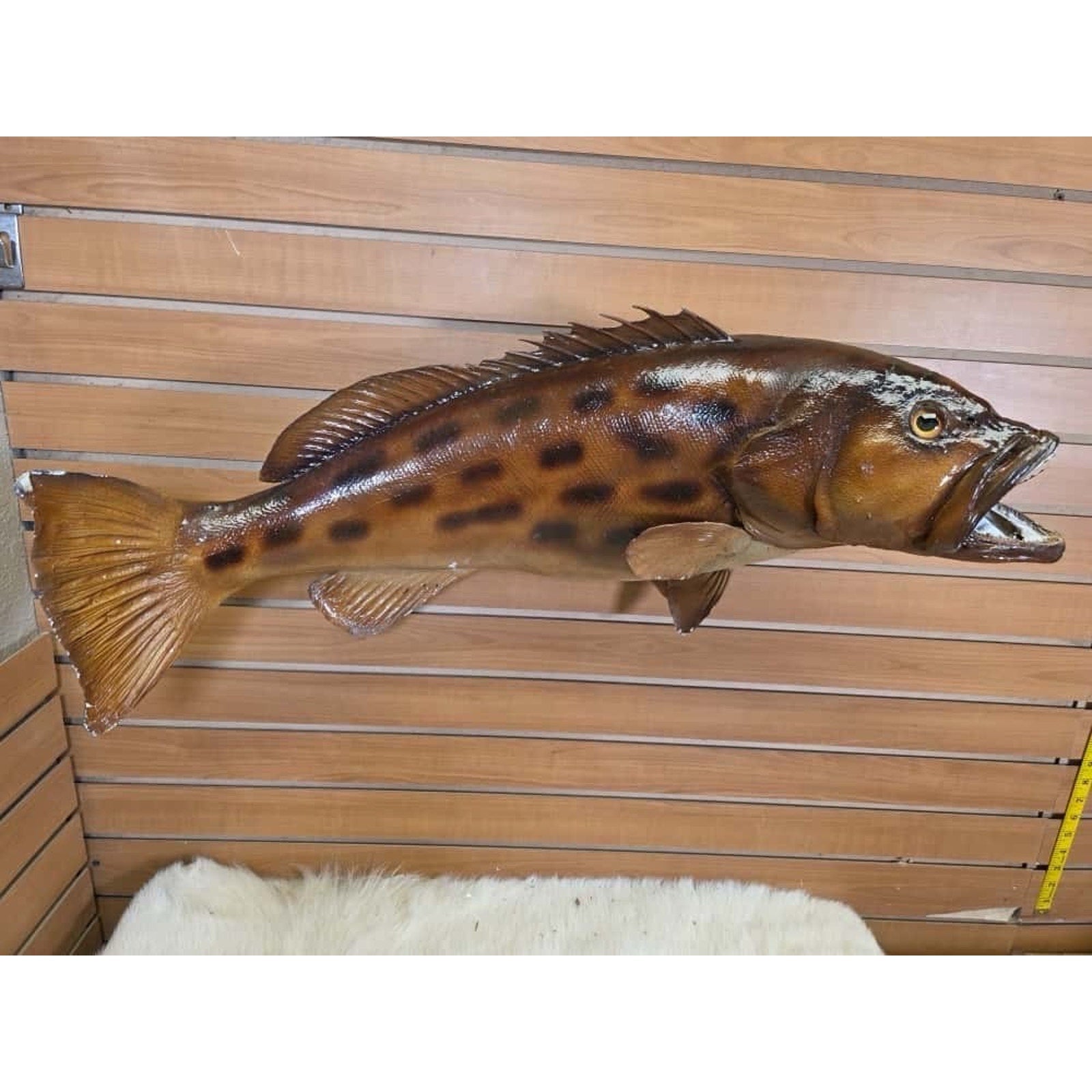 JTV222 - Grouper 34” Fish Real Skin Taxidermy Mount