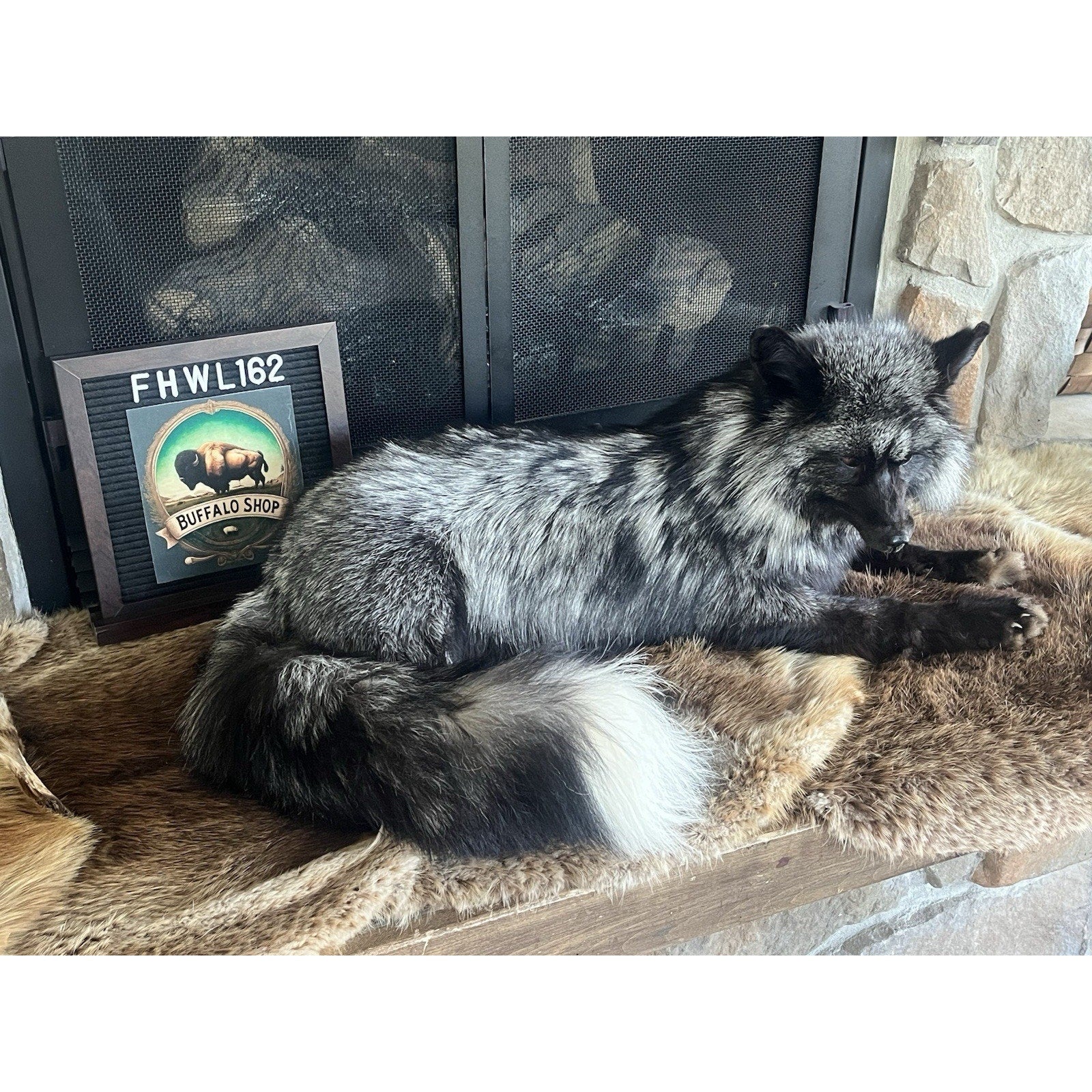 FHWL162 - Museum Quality White Fox Taxidermy mount