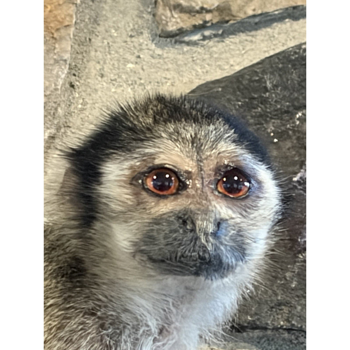 FHWL240 -Squirrel Monkey Taxidermy Mount