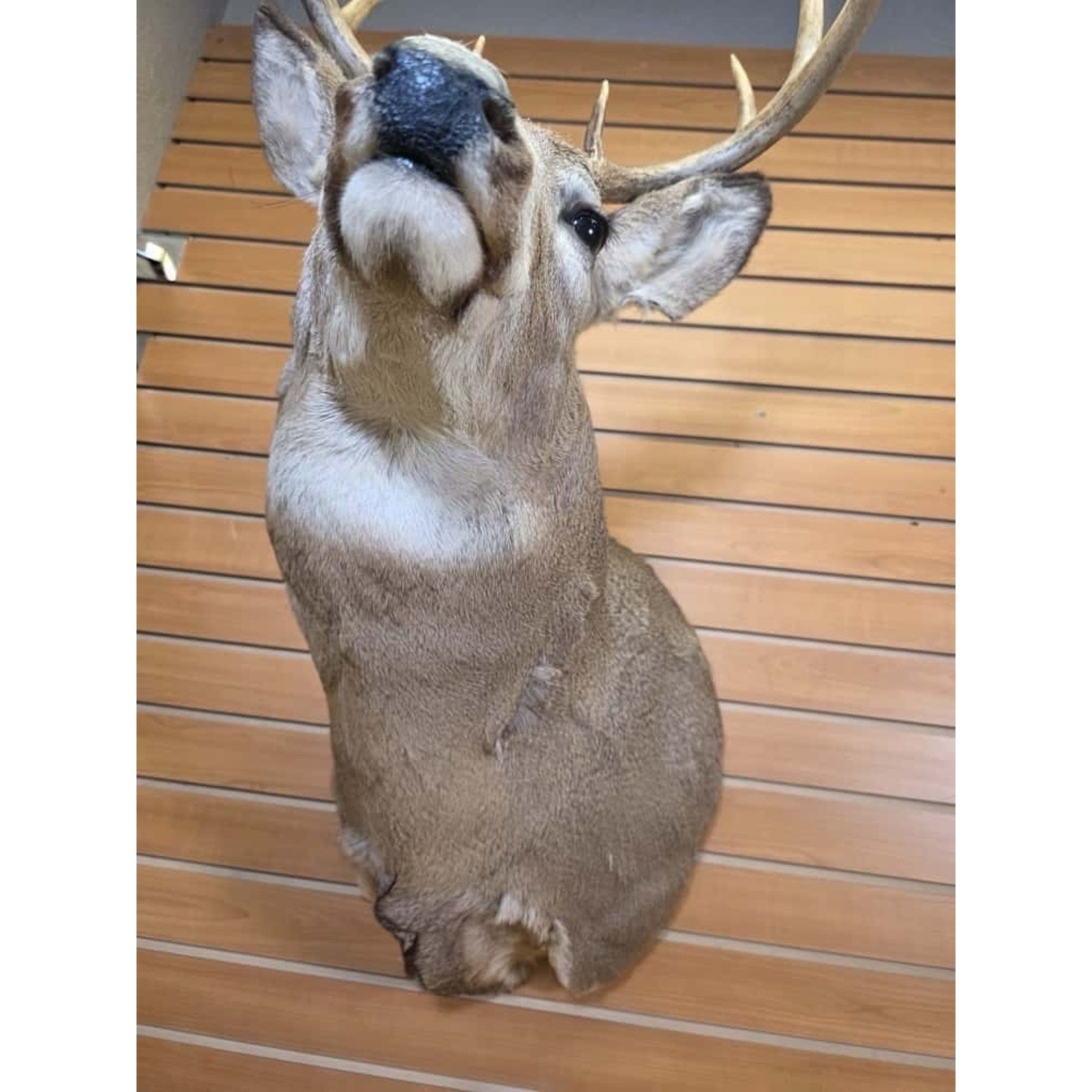FHMN5 - Whitetail Deer Real Antler Deer Taxidermy Mount