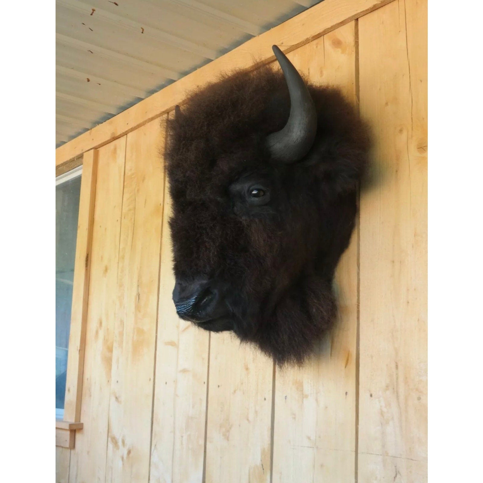 FHDAR818 - Real Buffalo / Bison Head Taxidermy Mount New Neck Mount