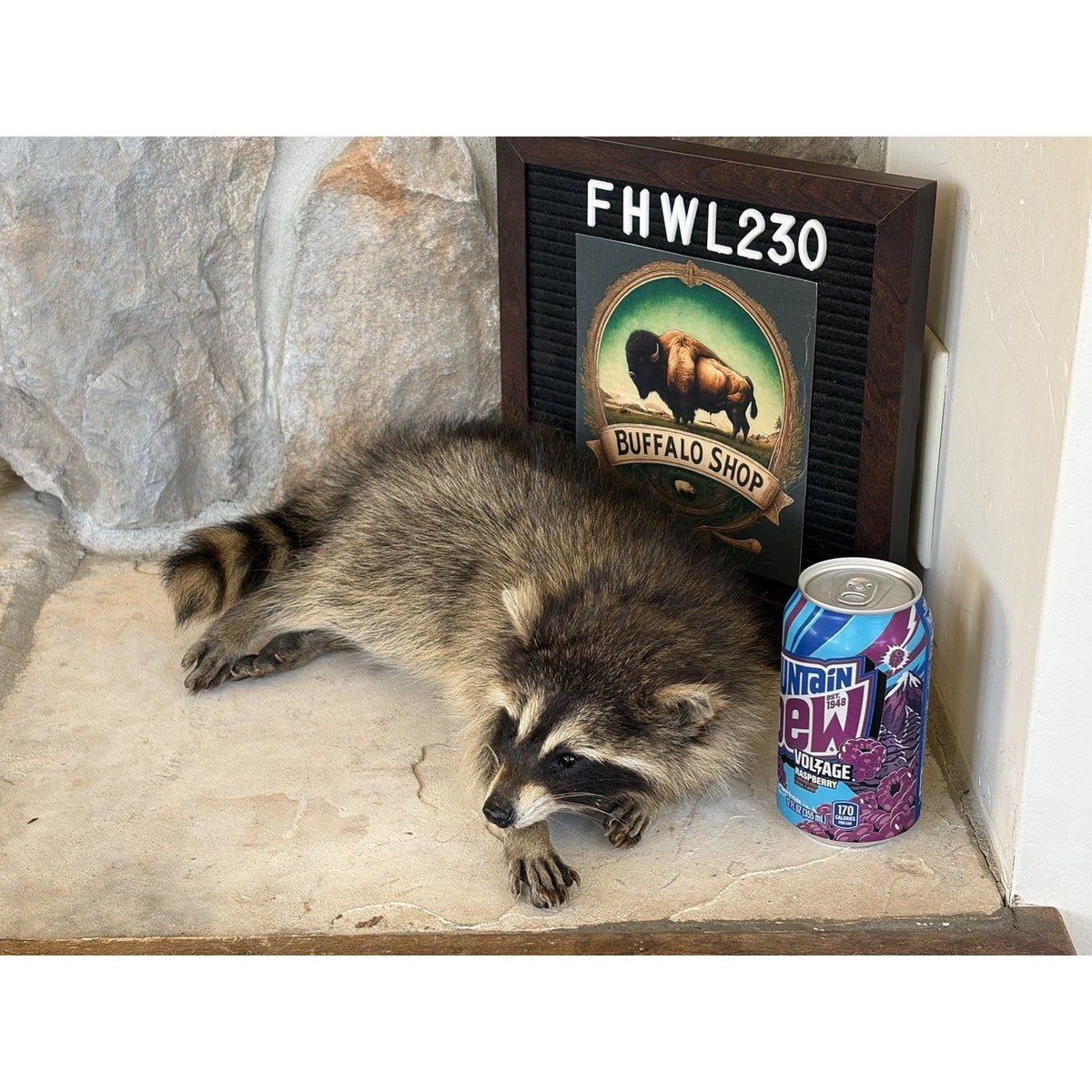 FHWL230 - baby Raccoon Taxidermy Mount