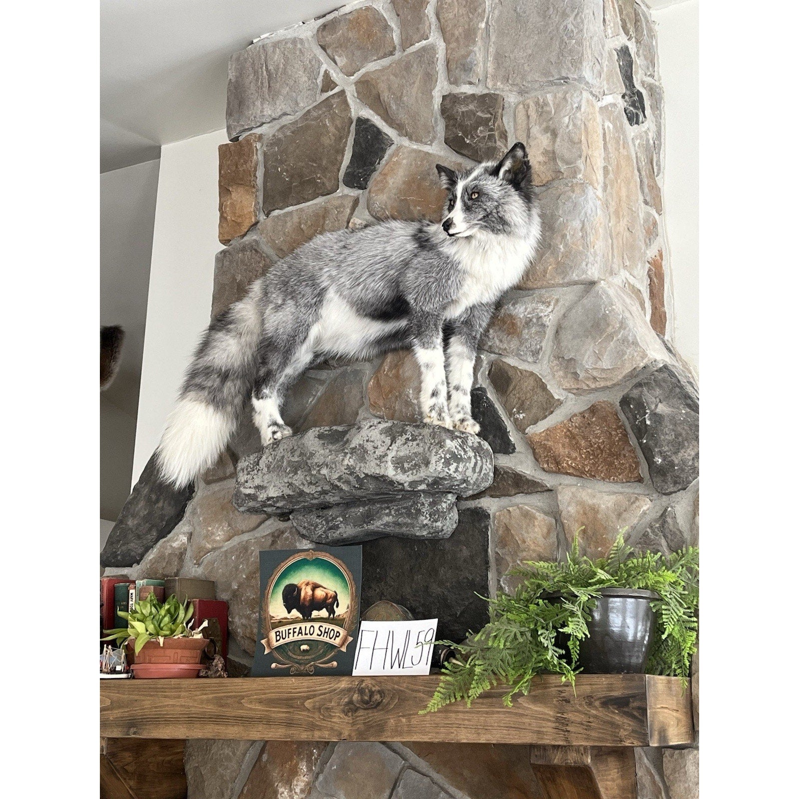 FHWL59 - Grey & White Ranch Fox Taxidermy Full Body Mount
