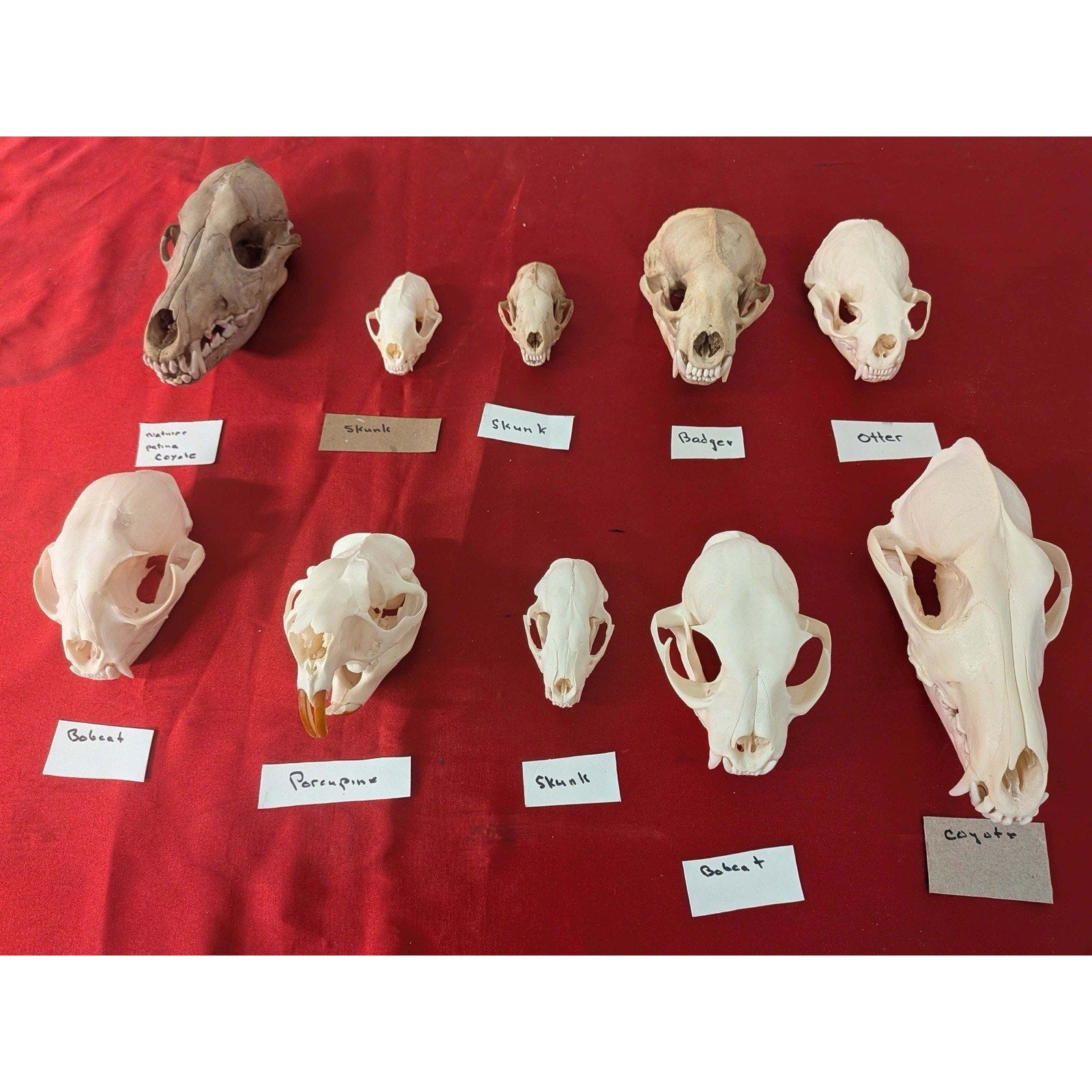 FHPAT1228- Lot Of 10 Premium Skulls Professionally Cleaned