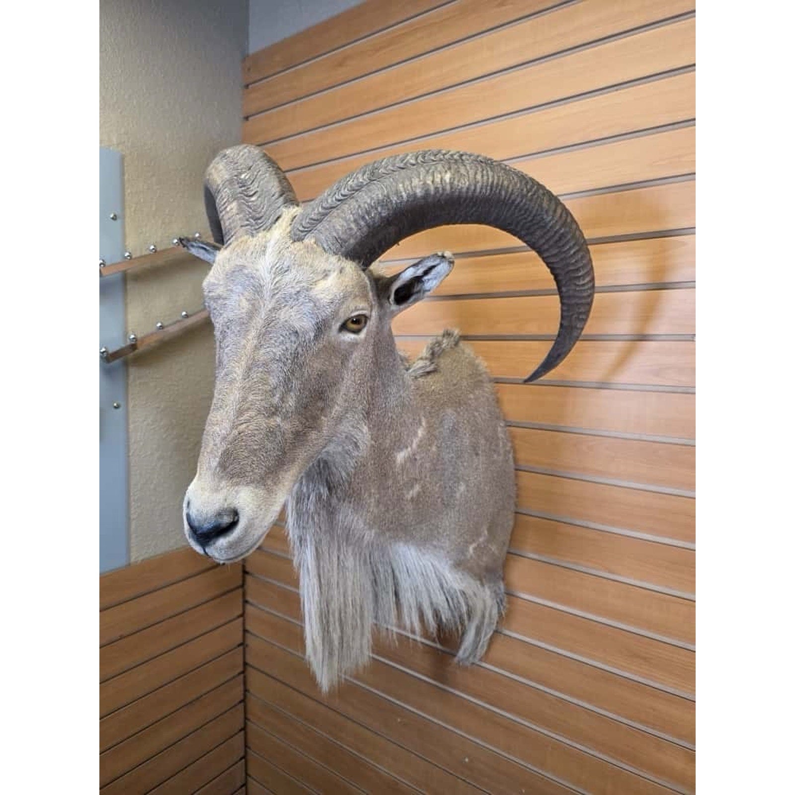 JTV30 - Aoudad taxidermy shoulder mount