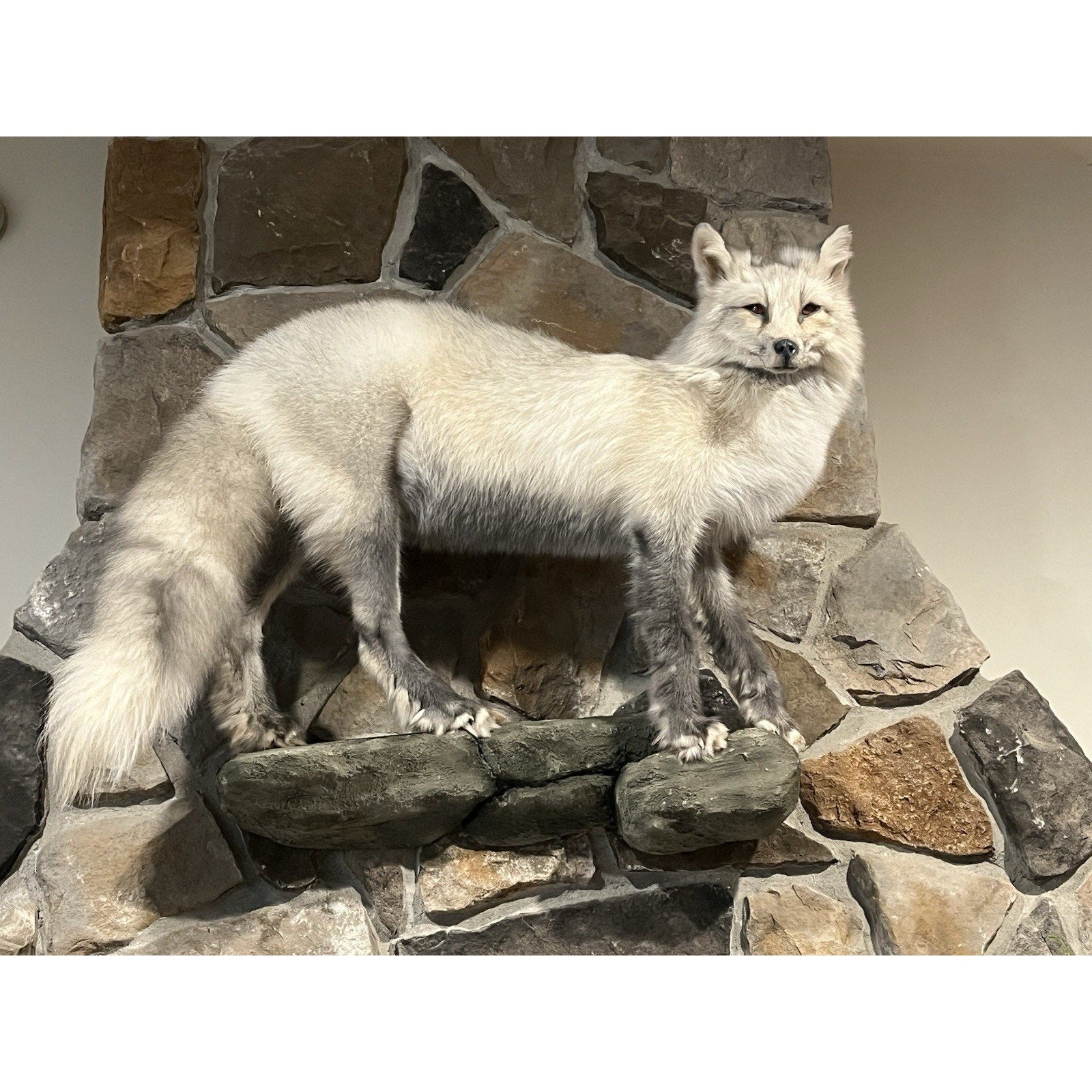 FHWL15 -Cross Fox Taxidermy mount