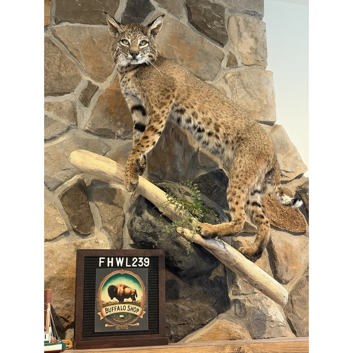 FHWL239 - Rare Bobcat Taxidermy Full Body Mount