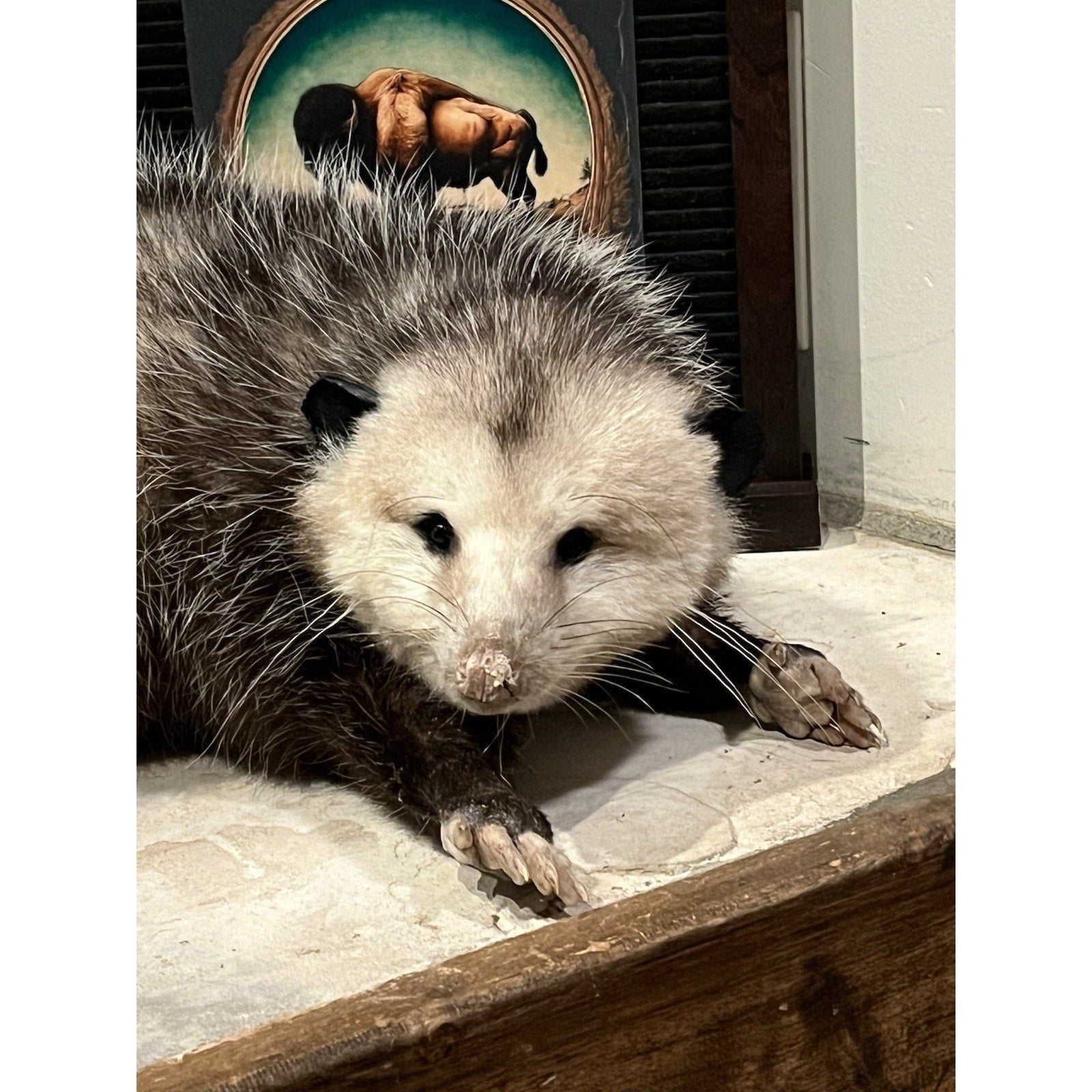 FHWL169 - Fat Opossum Taxidermy Full Body Mount