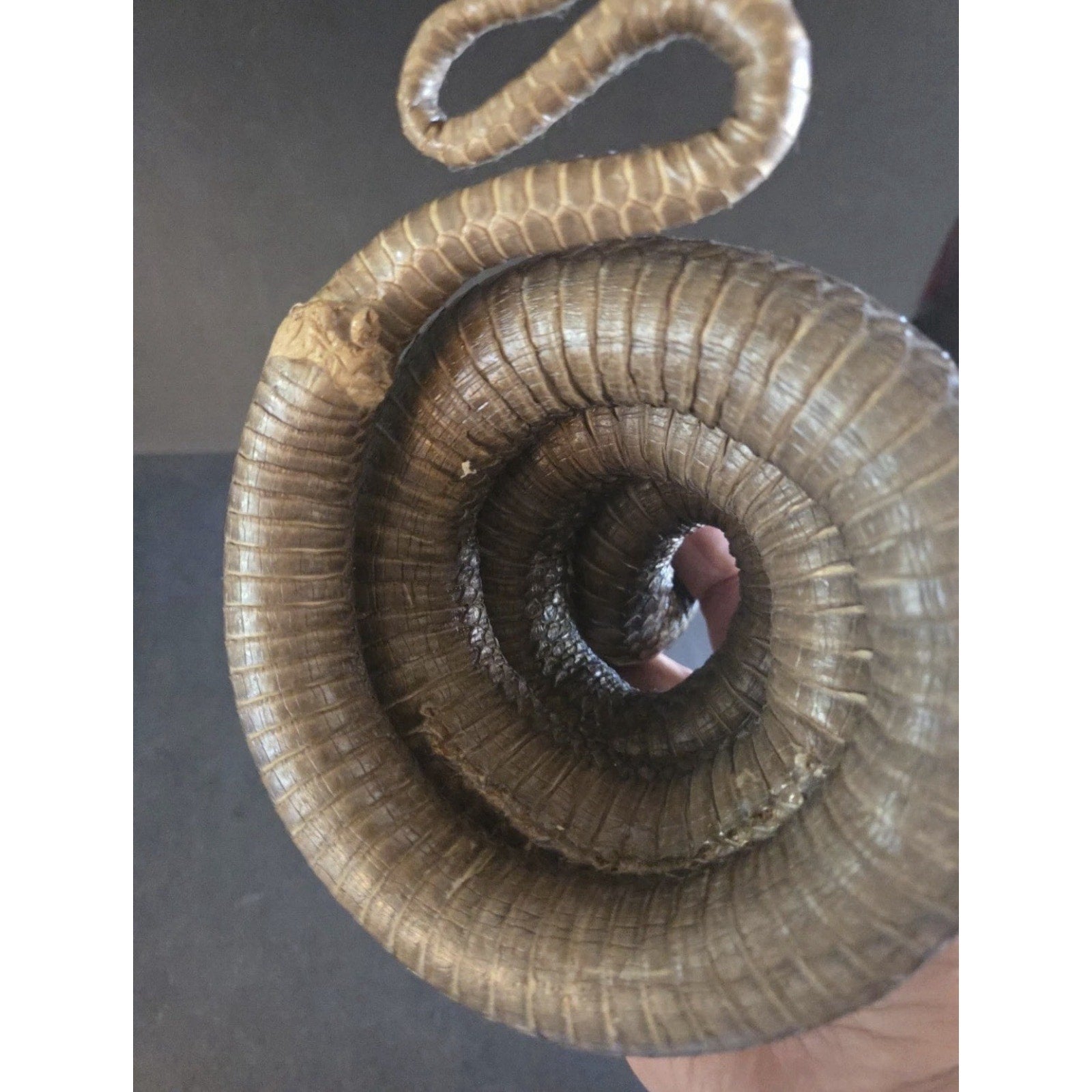 12” Striking Position Cobra Snake Taxidermy Reptile Mount Vintage Real Snake