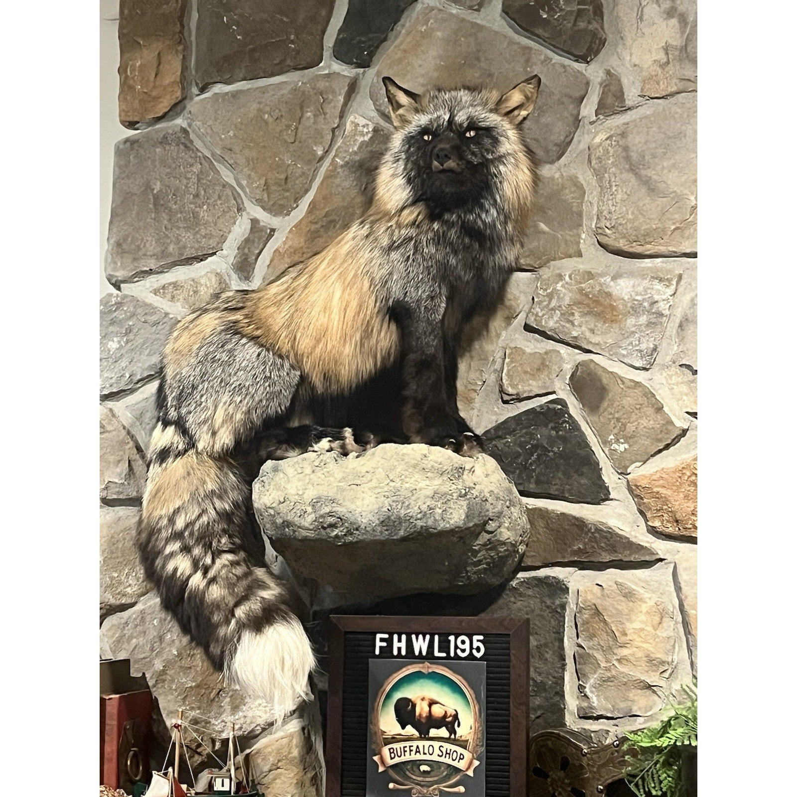 FHWL195- Museum Quality Ranch Fox Taxidermy mount