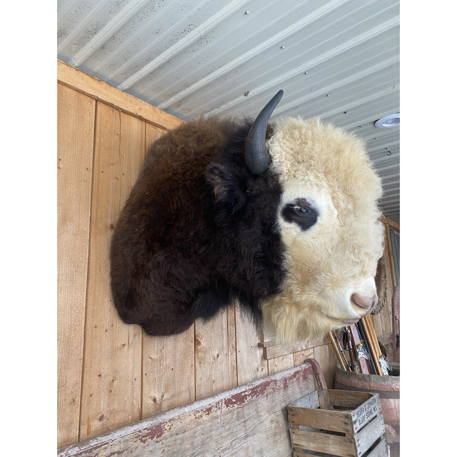 FHDAR41- Rare Sacred White-faced Buffalo Bison Taxidermy Shoulder mount