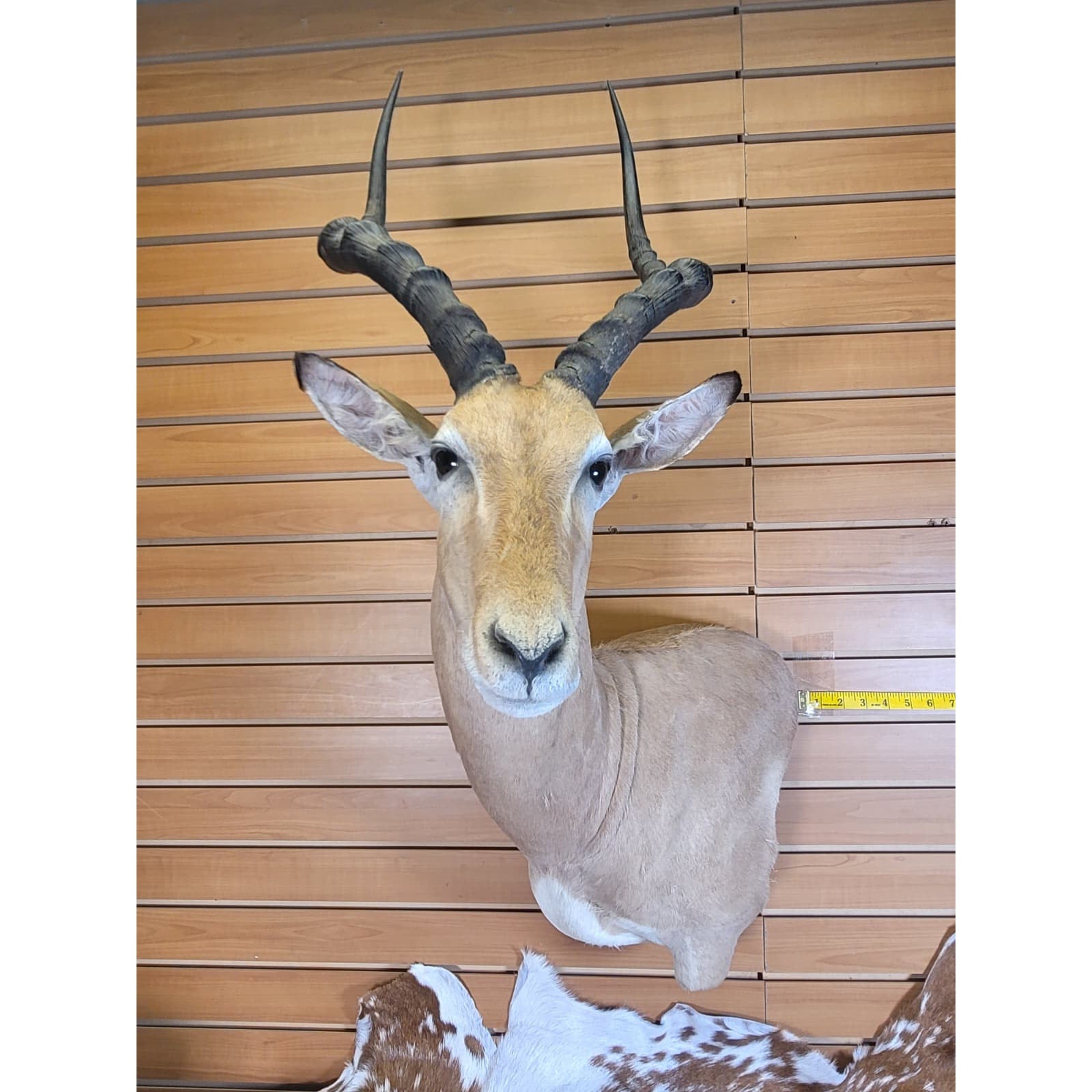 FHFF300 - Impala Head (Aepyceros melampus) – Taxidermy Mount