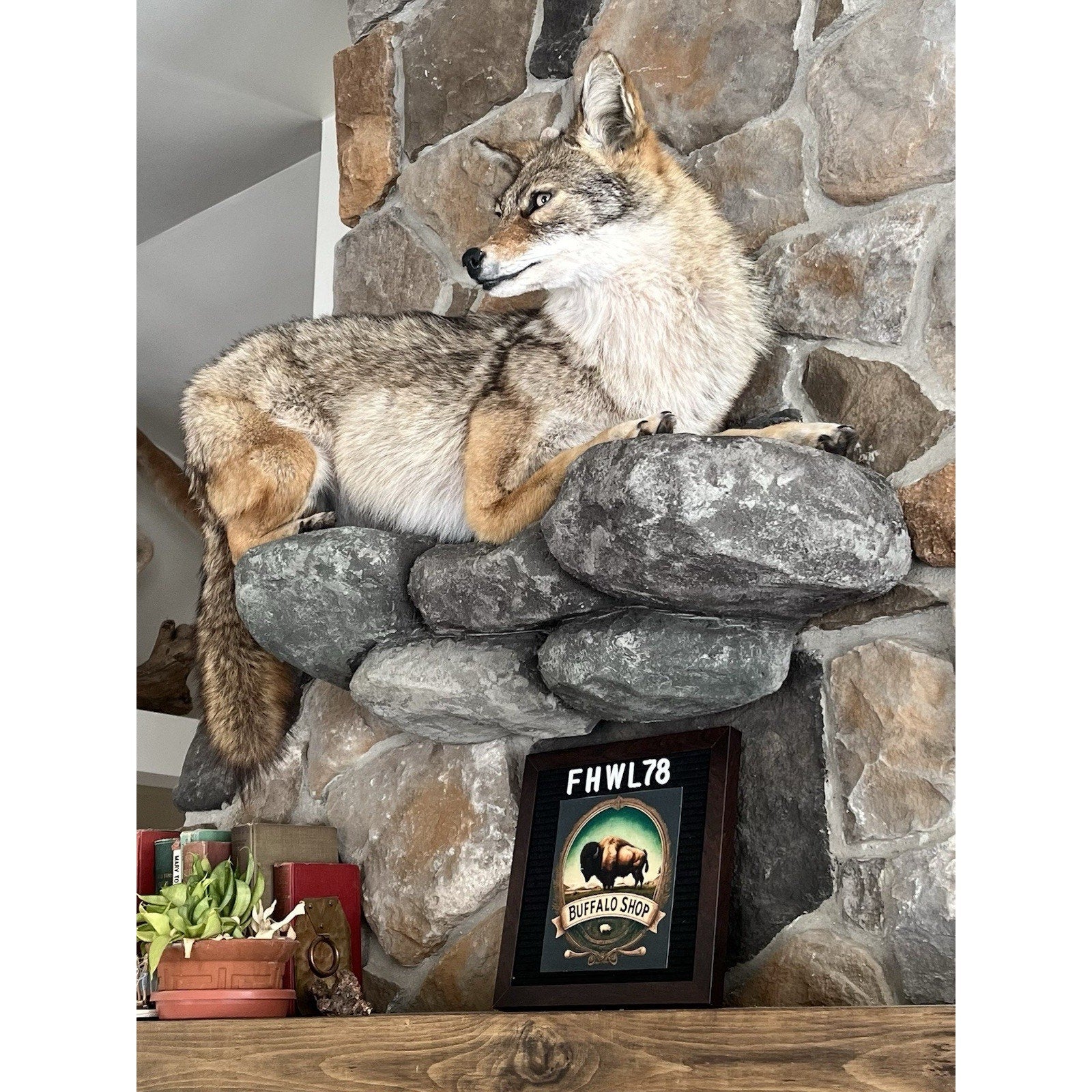 FHWL78 - Coyote Museum Quality Wall mount Taxidermy