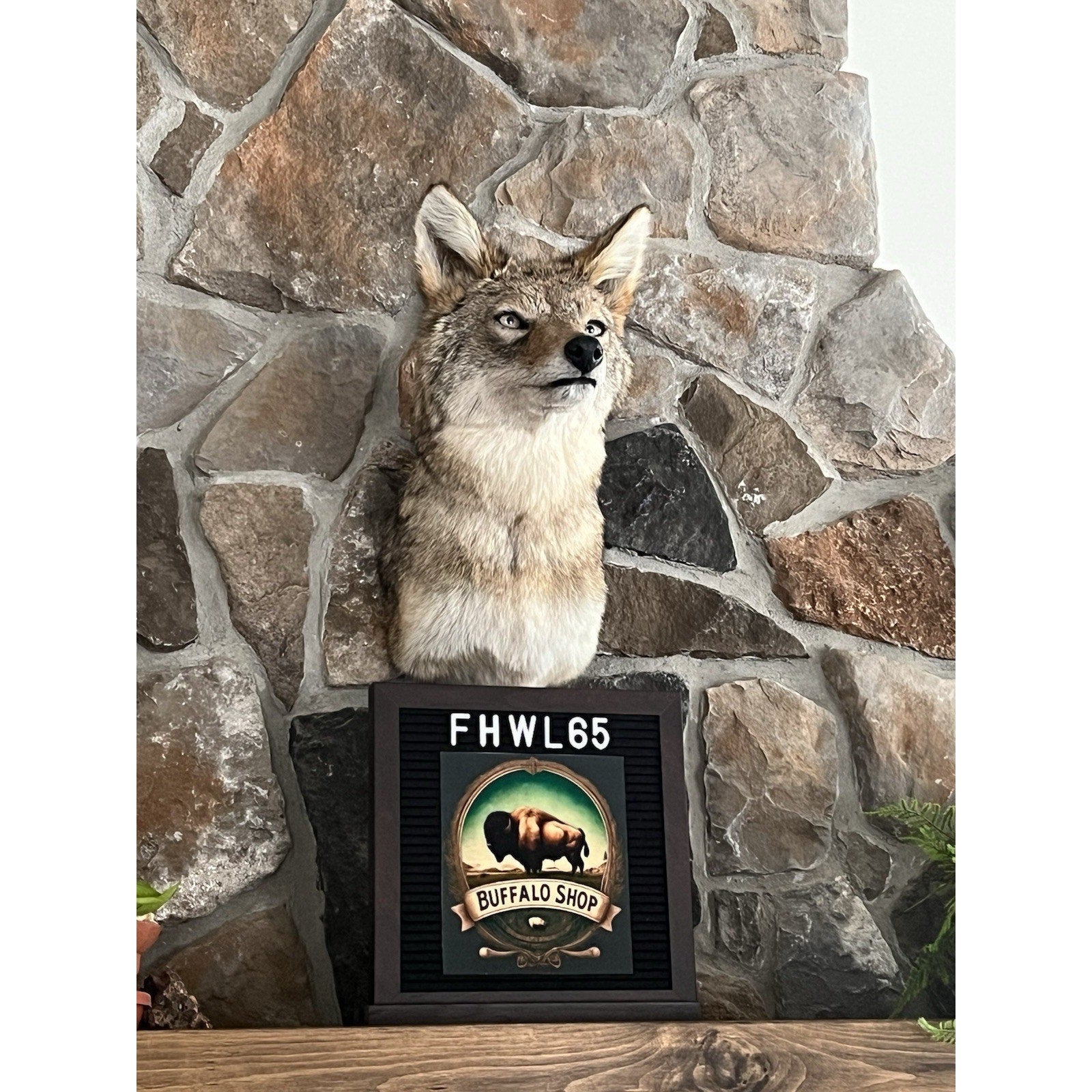 FHWL65 - Coyote Shoulder Museum Quality mount Taxidermy