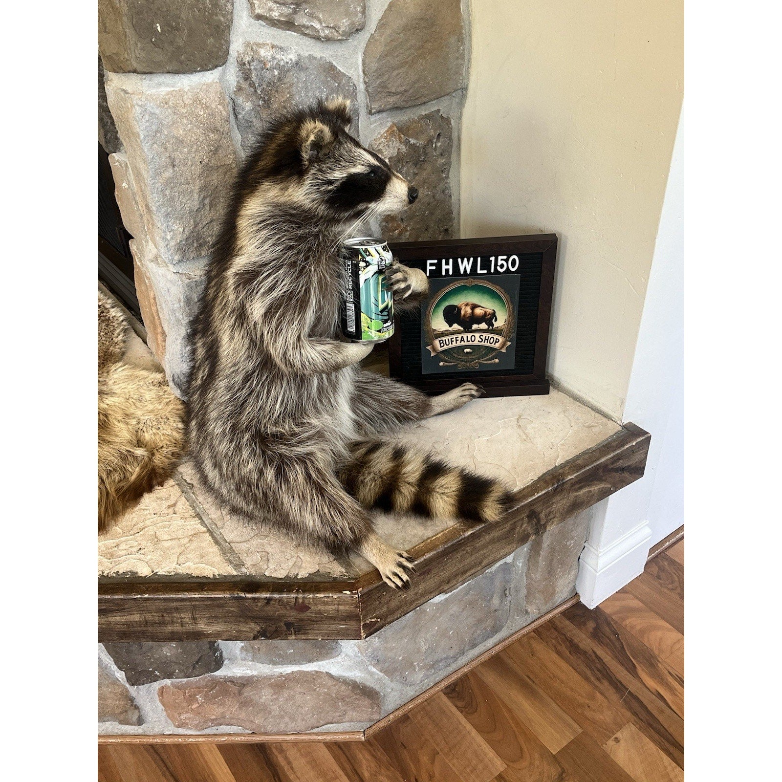 FHWL150- Fat Beautiful Raccoon Taxidermy Mount