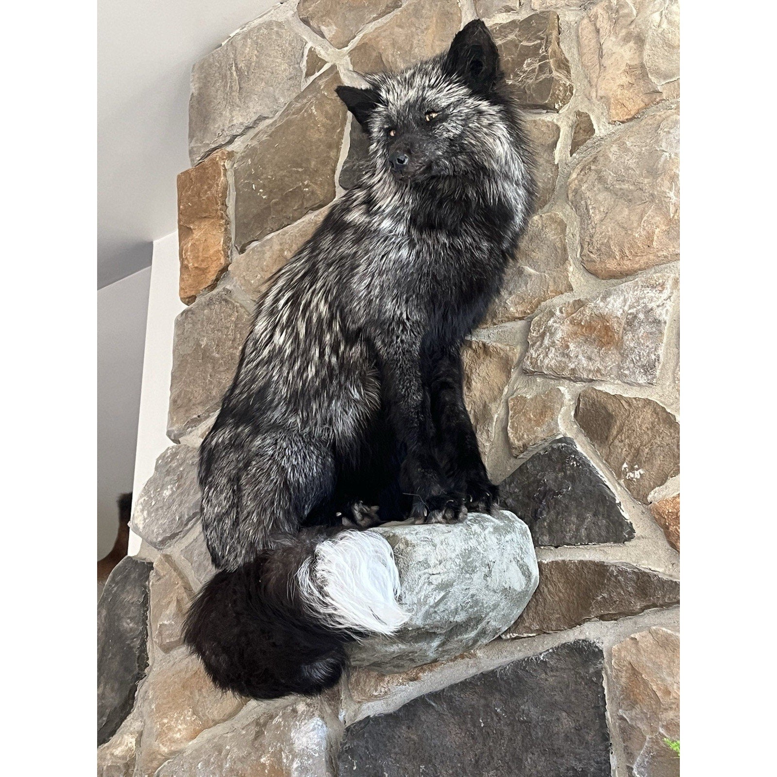 FHWL8 - Massive Silver Fox Taxidermy Full Body Mount
