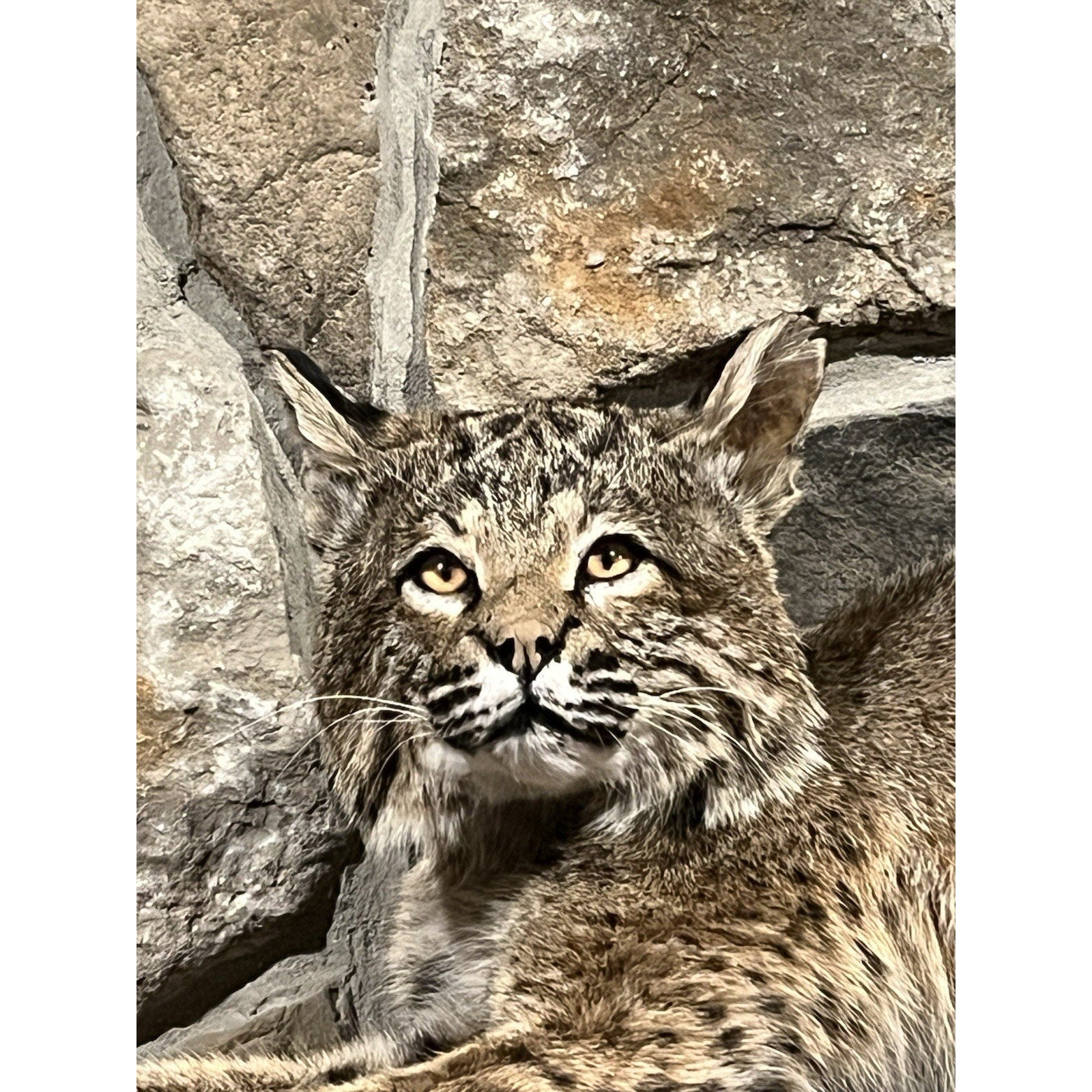 FHWL92 - Bobcat Taxidermy Full Body Mount