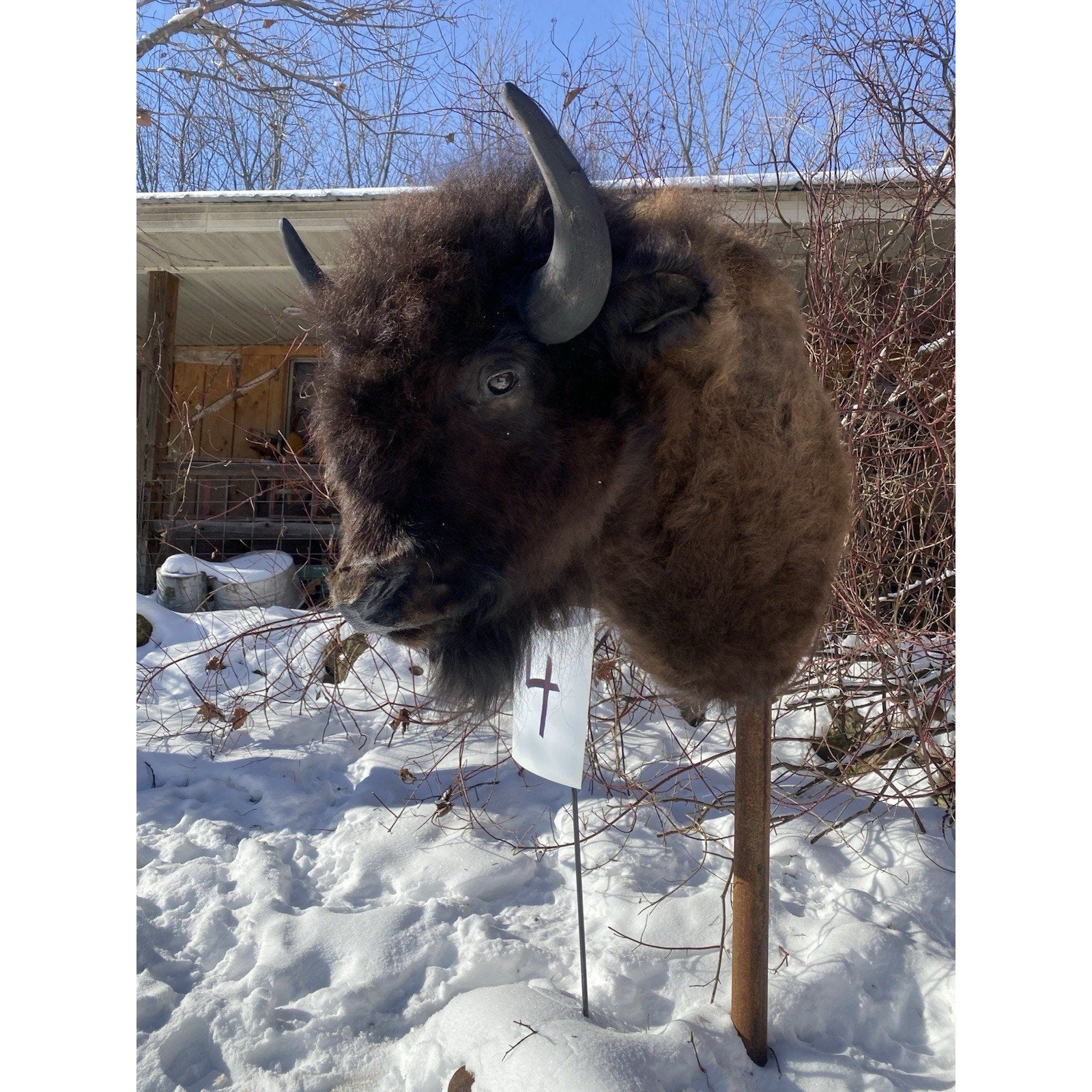 FHDARDEC4 - Real North American Buffalo / Bison Shoulder Taxidermy Mount New