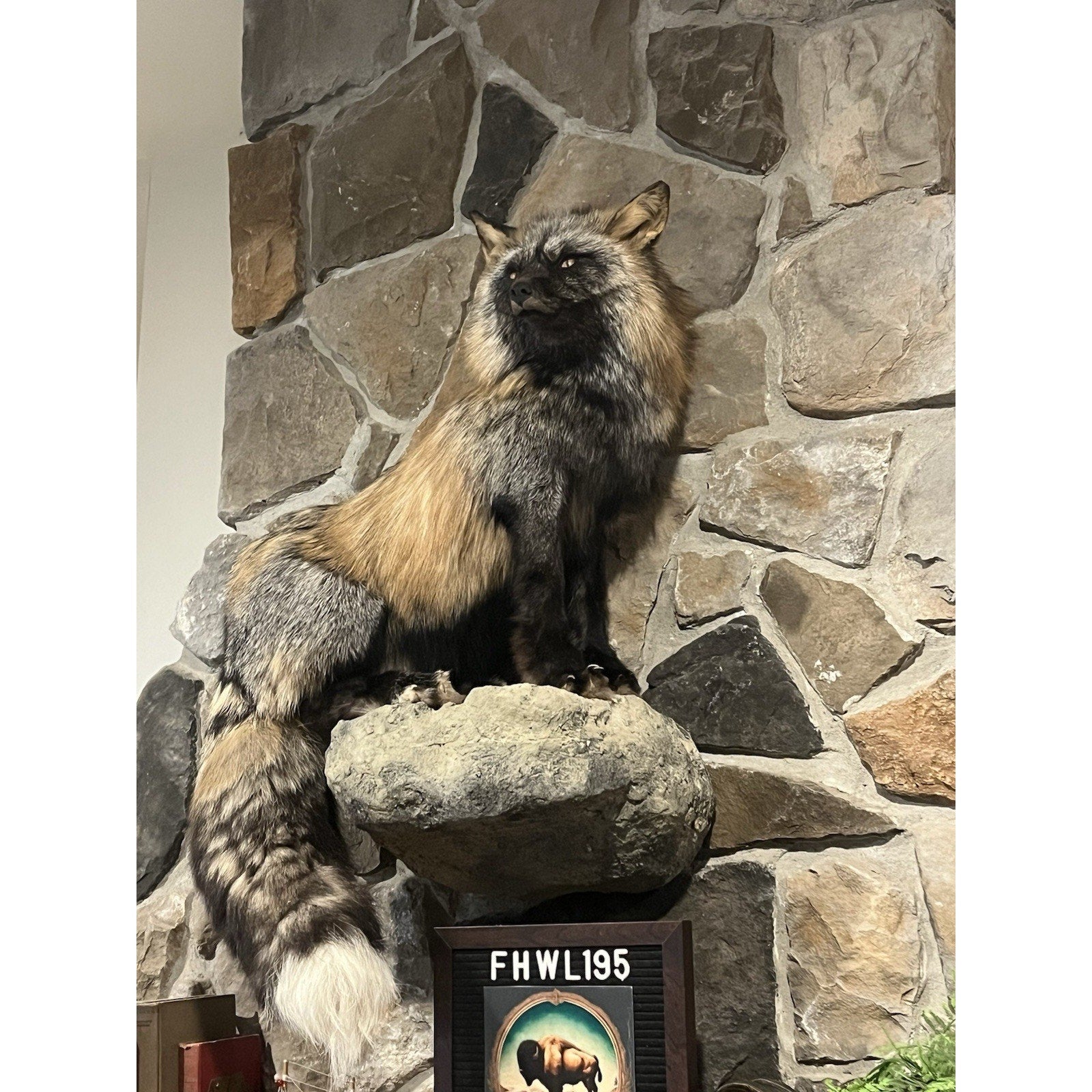 FHWL195- Museum Quality Ranch Fox Taxidermy mount