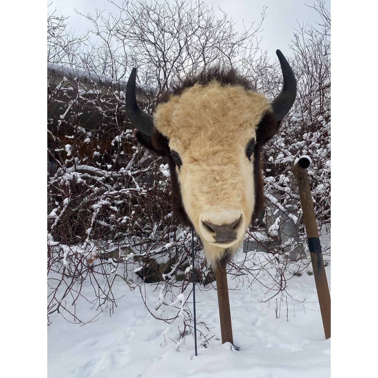 FHDAR40- Rare Sacred White-faced Buffalo Bison Taxidermy Shoulder mount