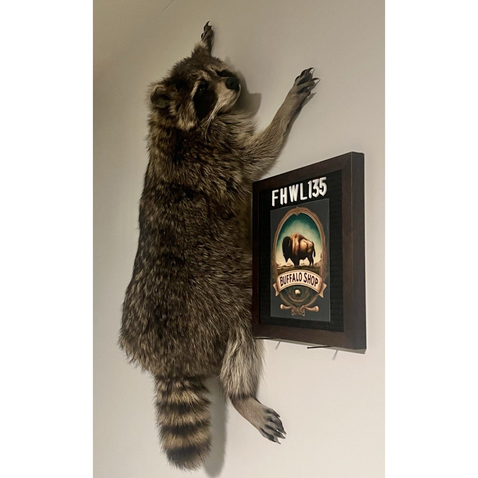 FHWL135 - Fat Raccoon Taxidermy Mount
