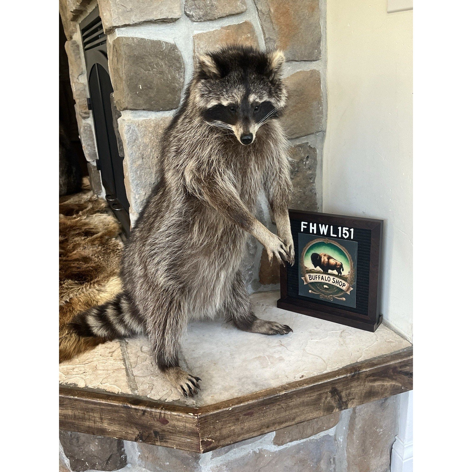 FHWL151 - Fat Raccoon Taxidermy Mount