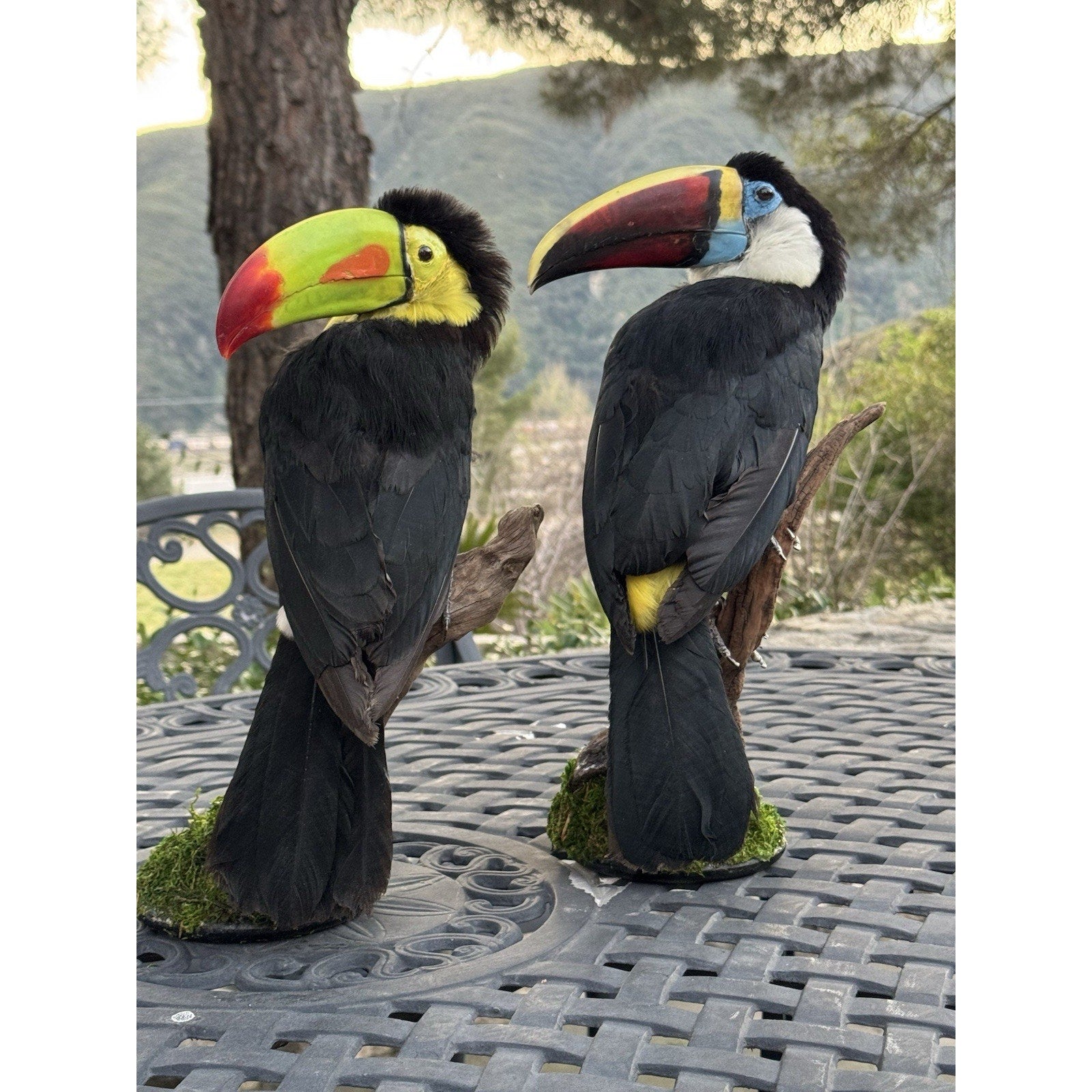 FHDARI28-Museum Quality Toucans Taxidermy Mount