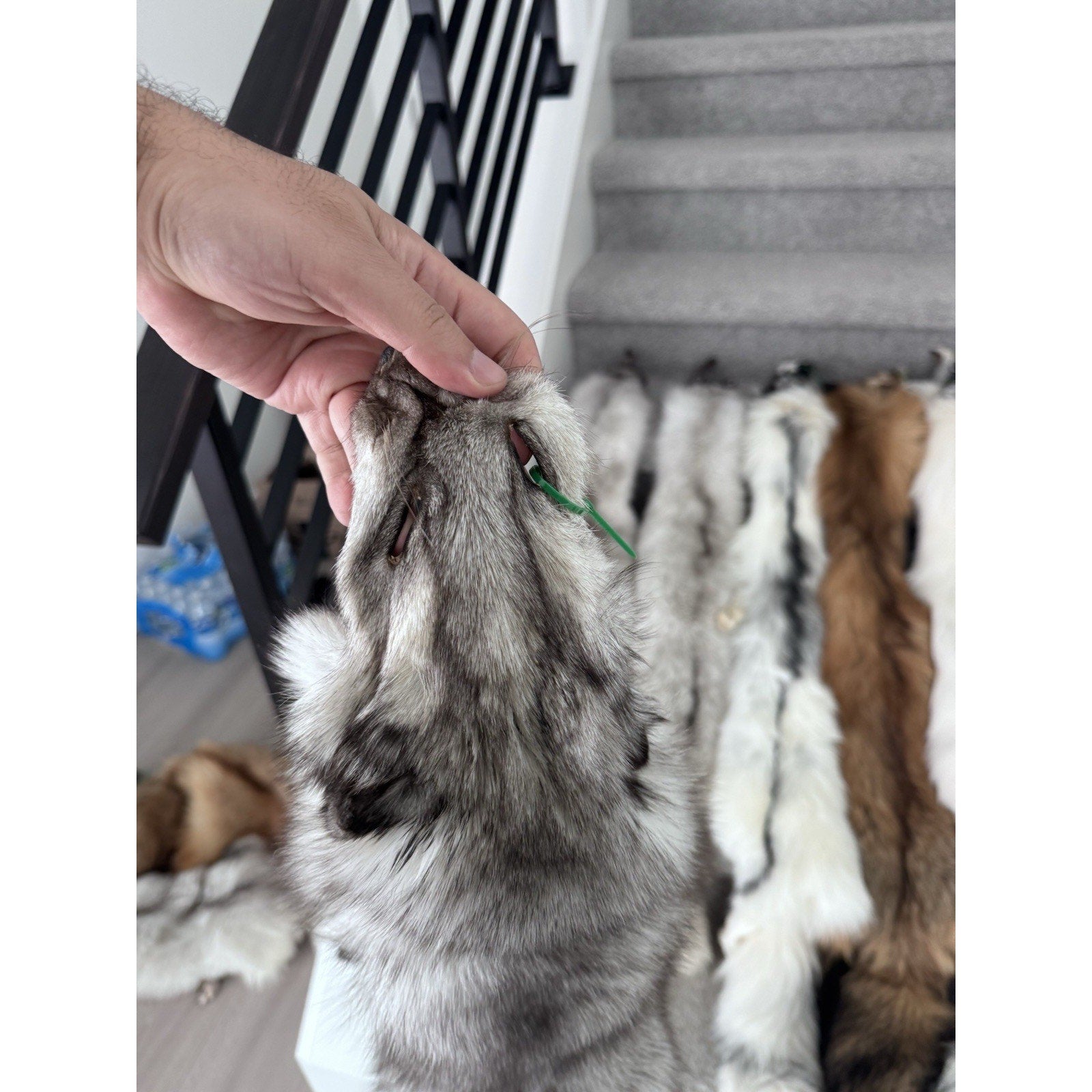 FHJAY793 - Mountable Premium Fox Full Body Hide For Taxidermy