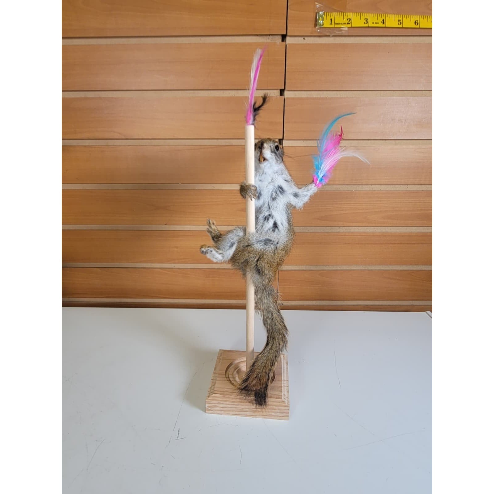 FHSQ307 - Stripping American Red Squirrel Taxidermy Mount