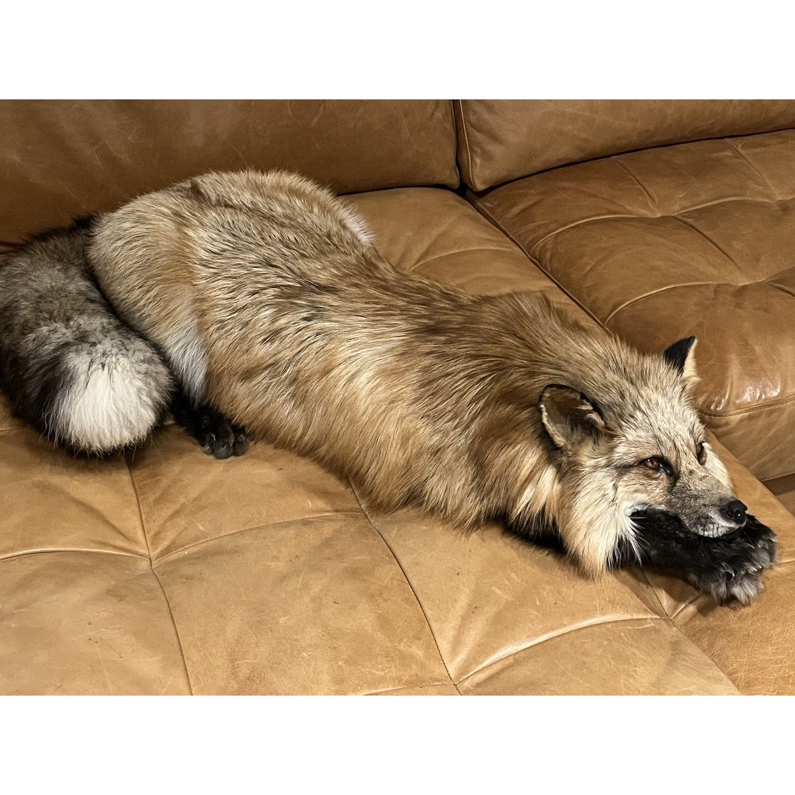 FHWL1 - Red Fox Taxidermy Full Body Mount
