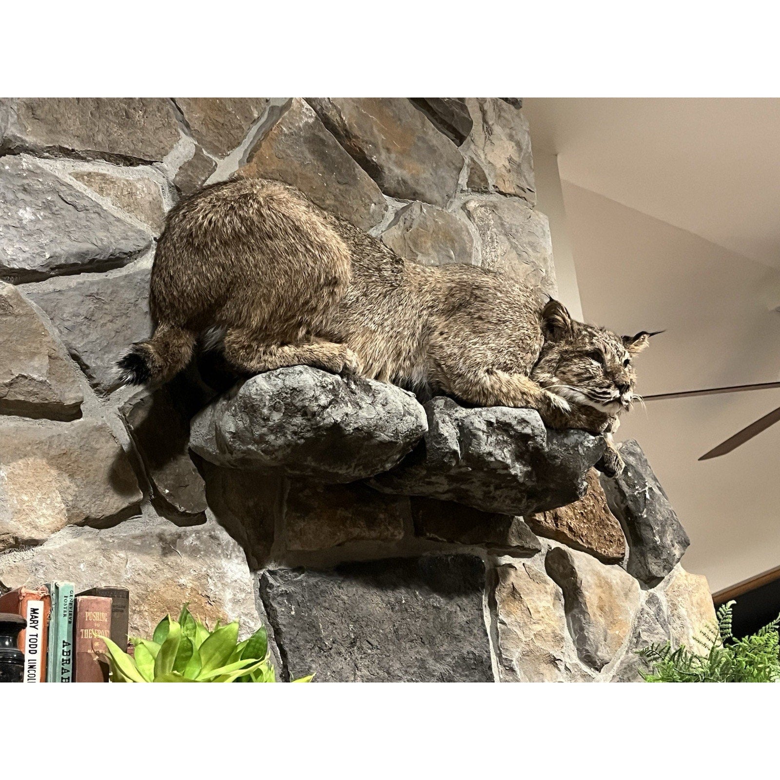 FHWL32 - Bobcat Taxidermy Full Body Mount