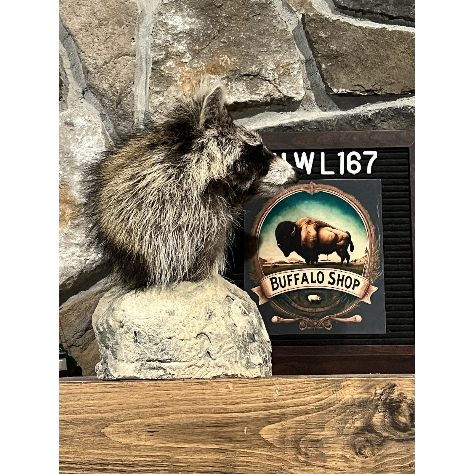 FHWL167 -premium Raccoon Pedestal Taxidermy Mount