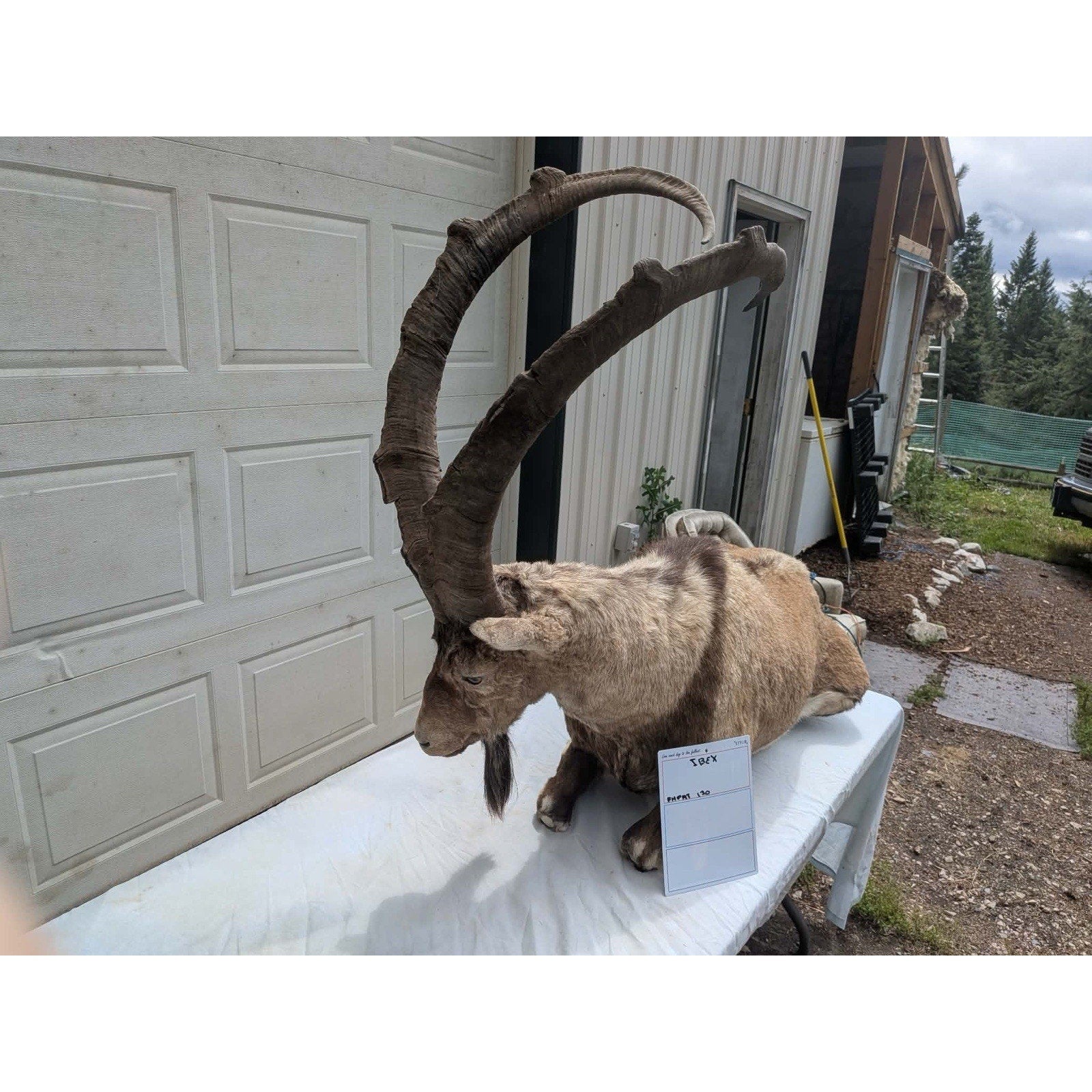 FHPAT - XL Ibex Taxidermy Full Body Mount