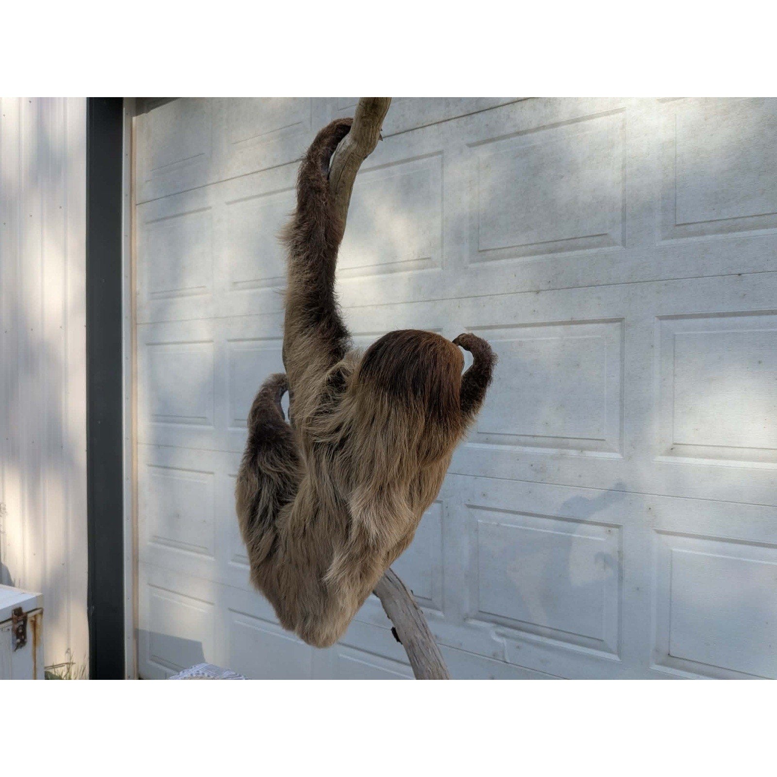 FHPAT160 - New Adult Sloth Taxidermy Mount Full Body