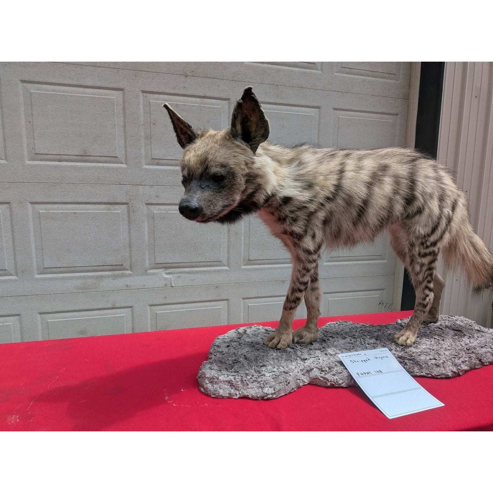 FHPAT168 - Striped hyena Super Rare New Taxidermy Mount