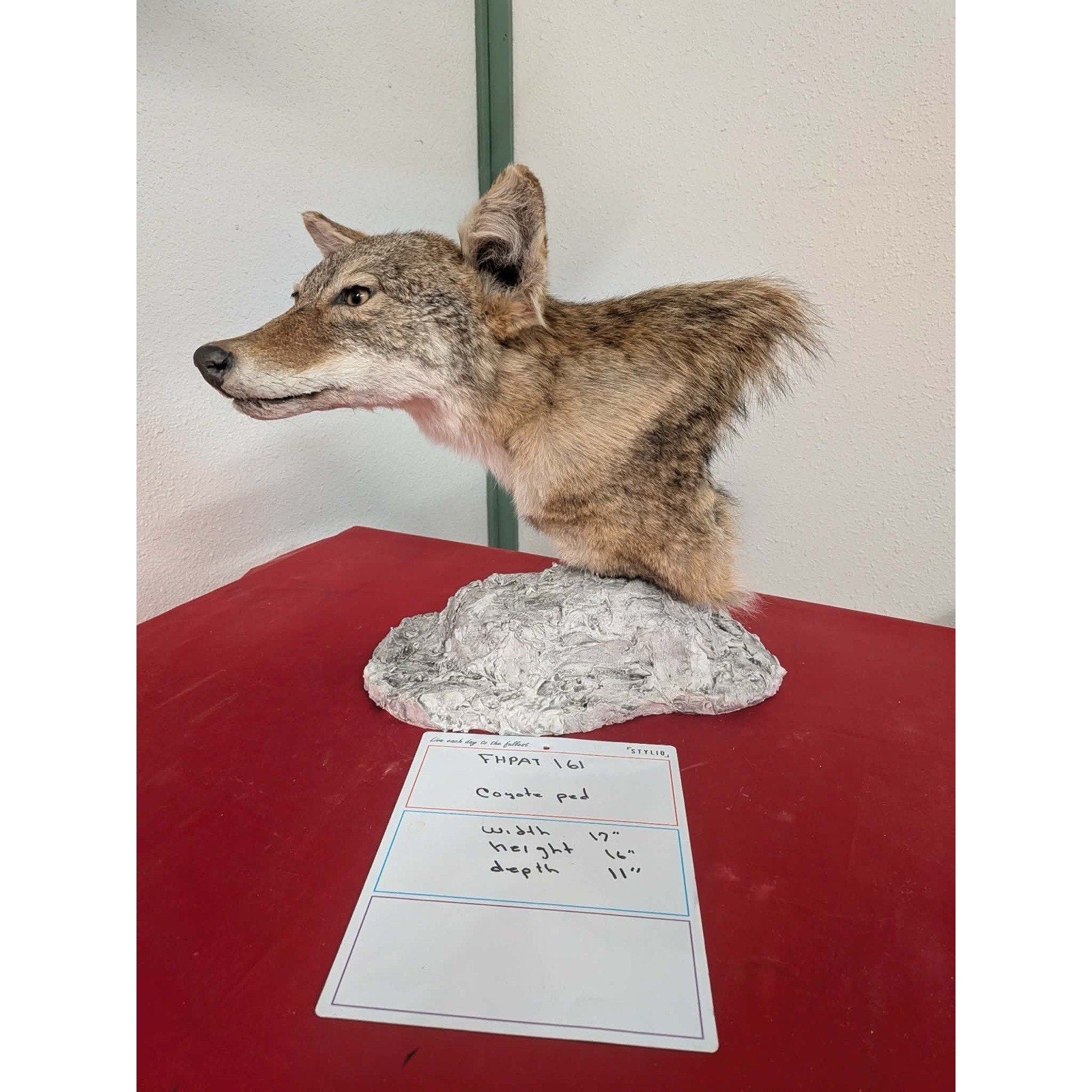 FHPAT161 - Coyote Pedestal Museum Quality mount Taxidermy