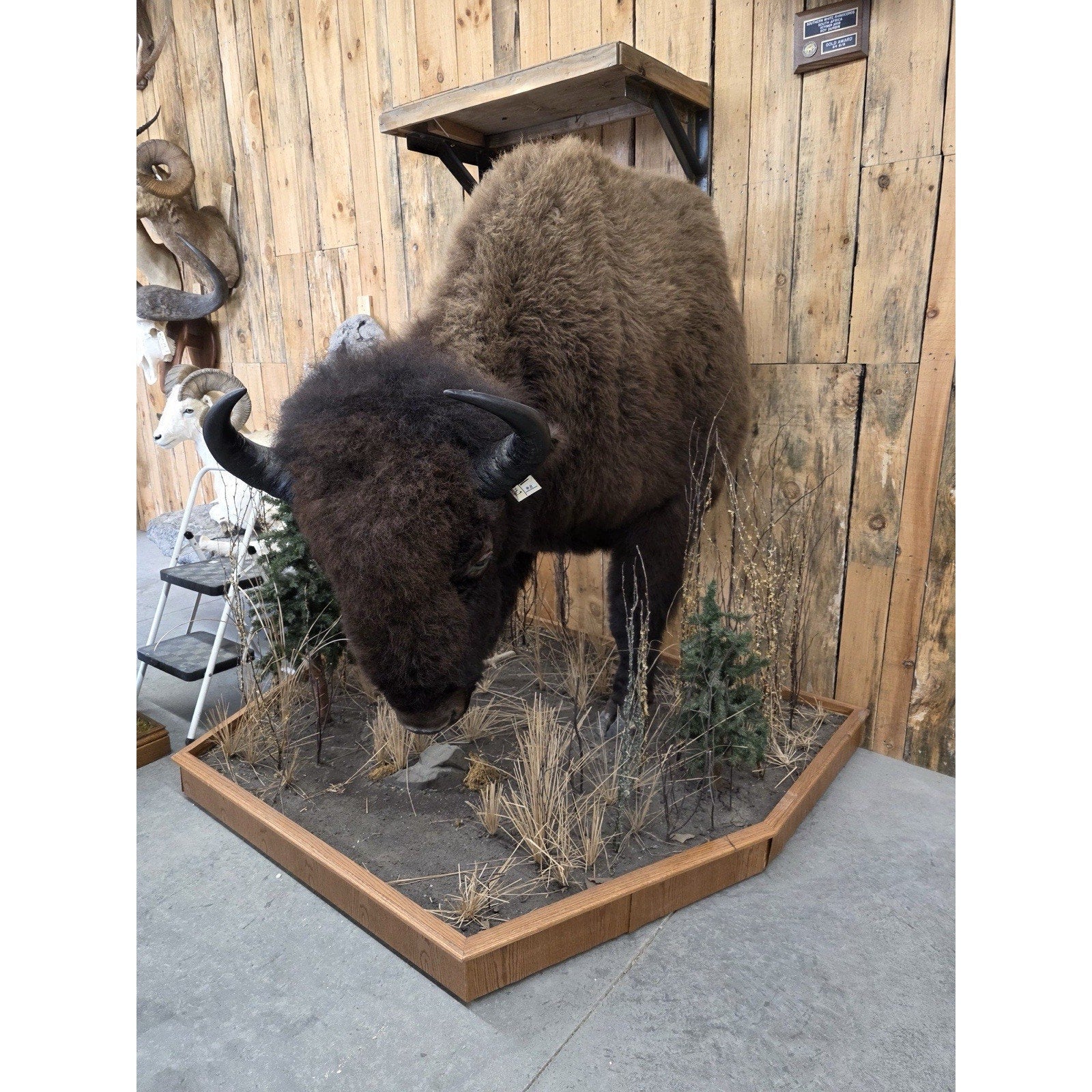 FHCM775 - Massive Buffalo Bison Taxidermy Half mount Bull