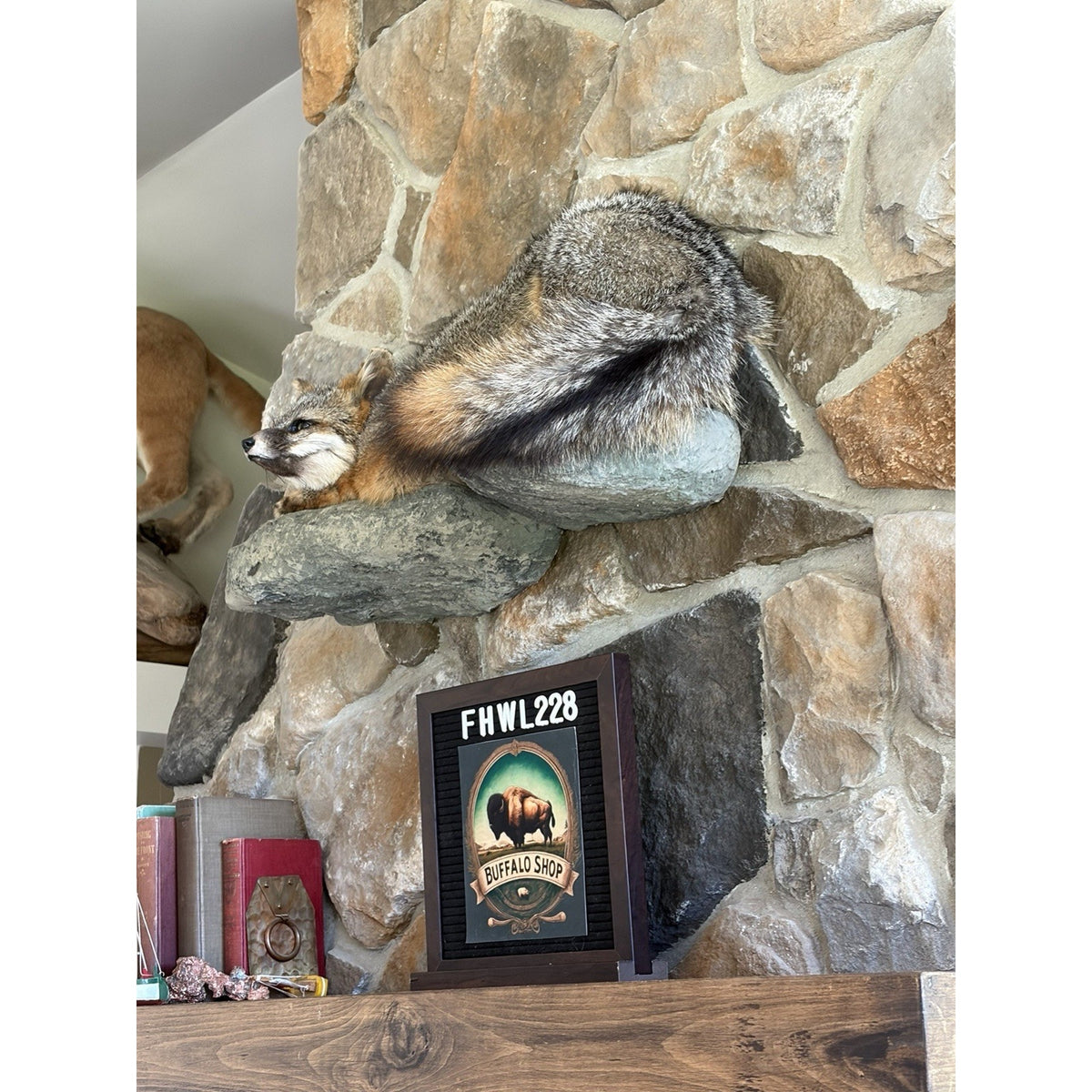 FHWL228 - Grey Fox Taxidermy Full Body Mount Cabin Camp Man Cave
