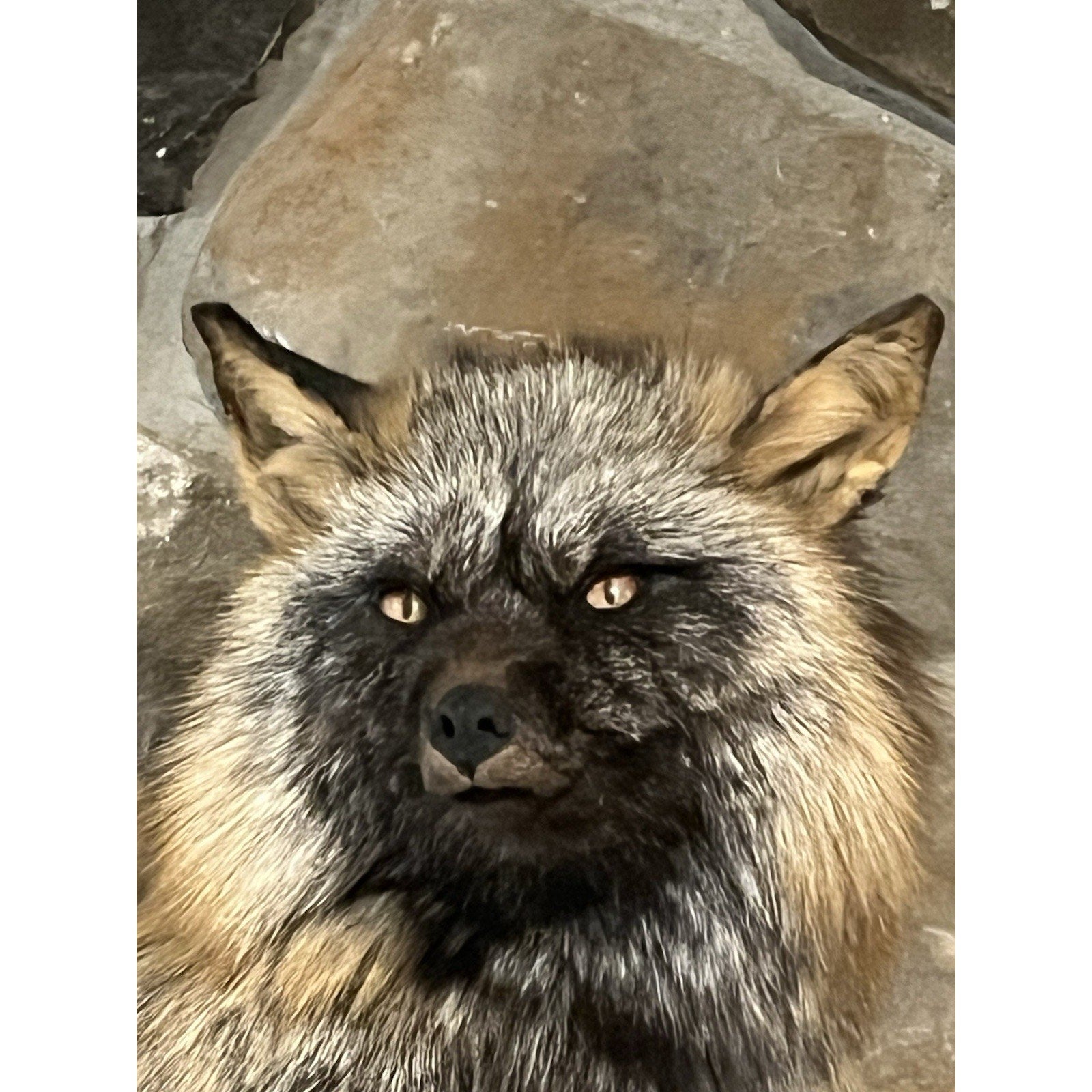 FHWL195- Museum Quality Ranch Fox Taxidermy mount