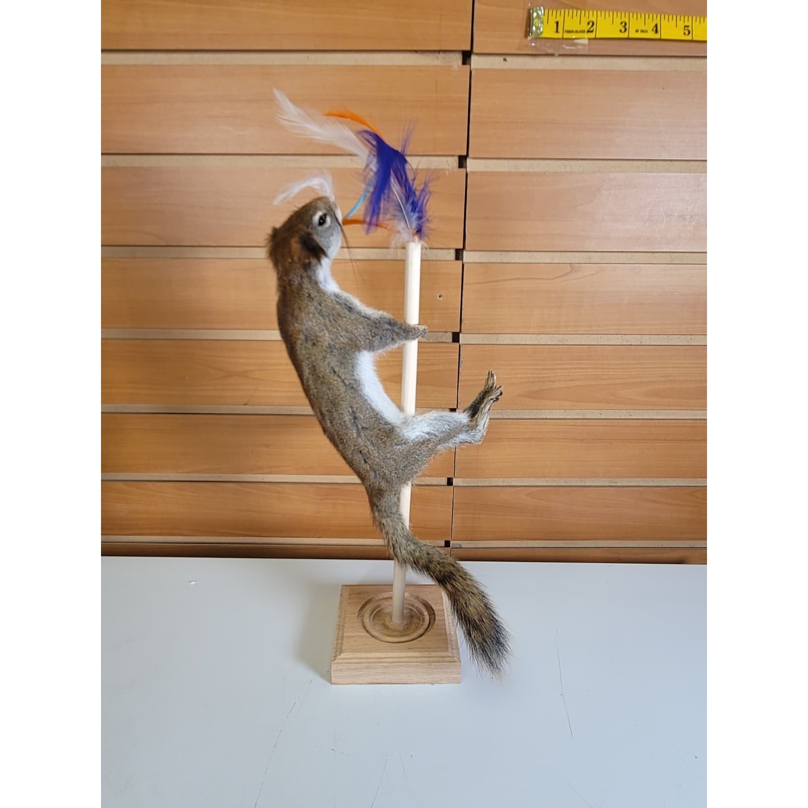 FHSQ314 - Stripping American Red Squirrel Taxidermy Mount