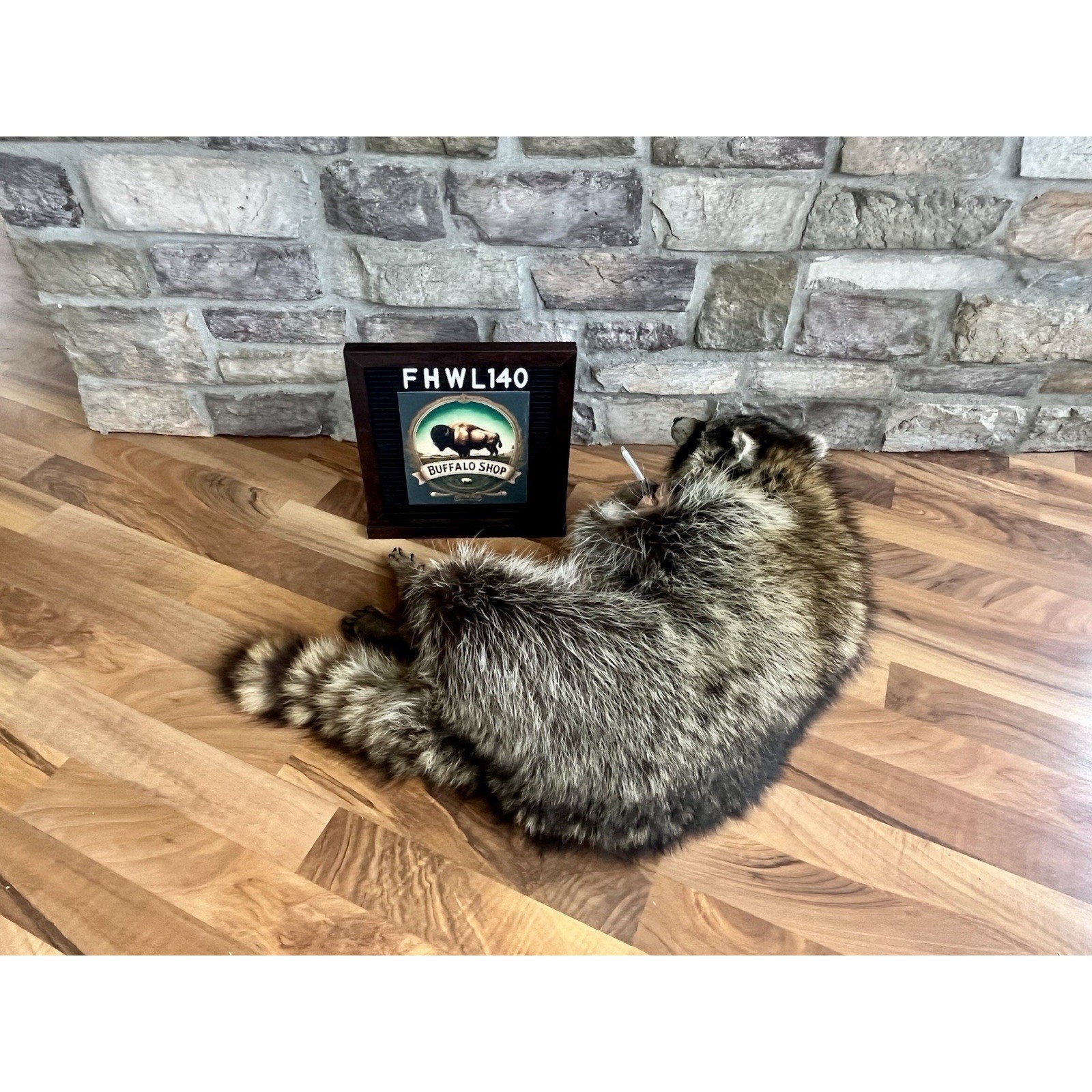 FHWL140- Fat Raccoon Taxidermy Mount